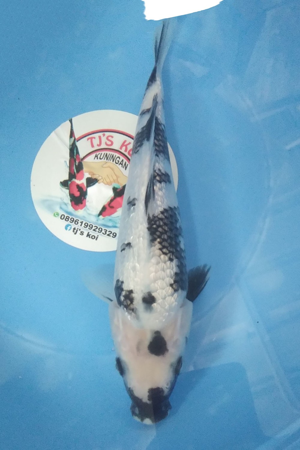 Juara 3