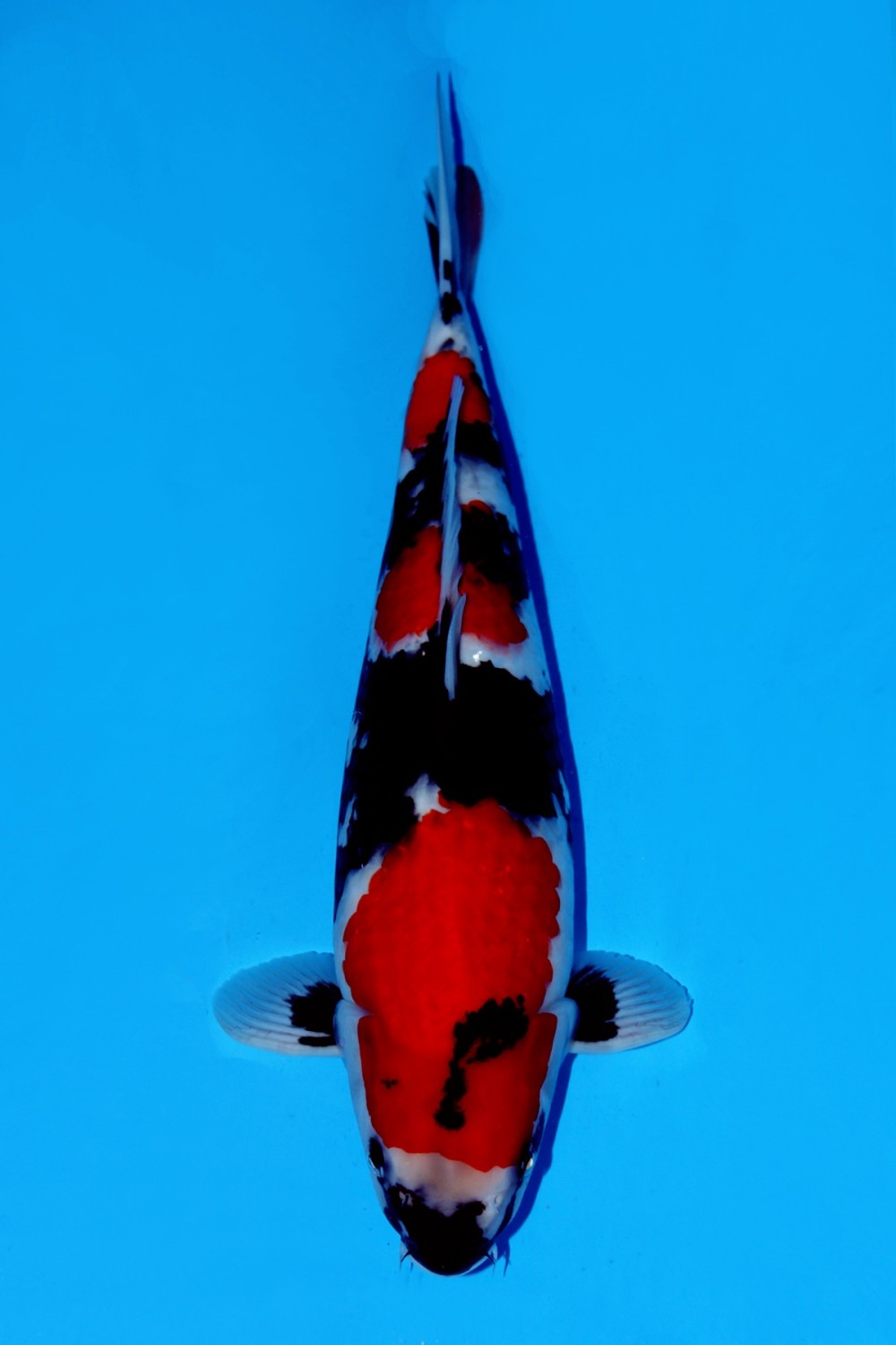 Juara 1