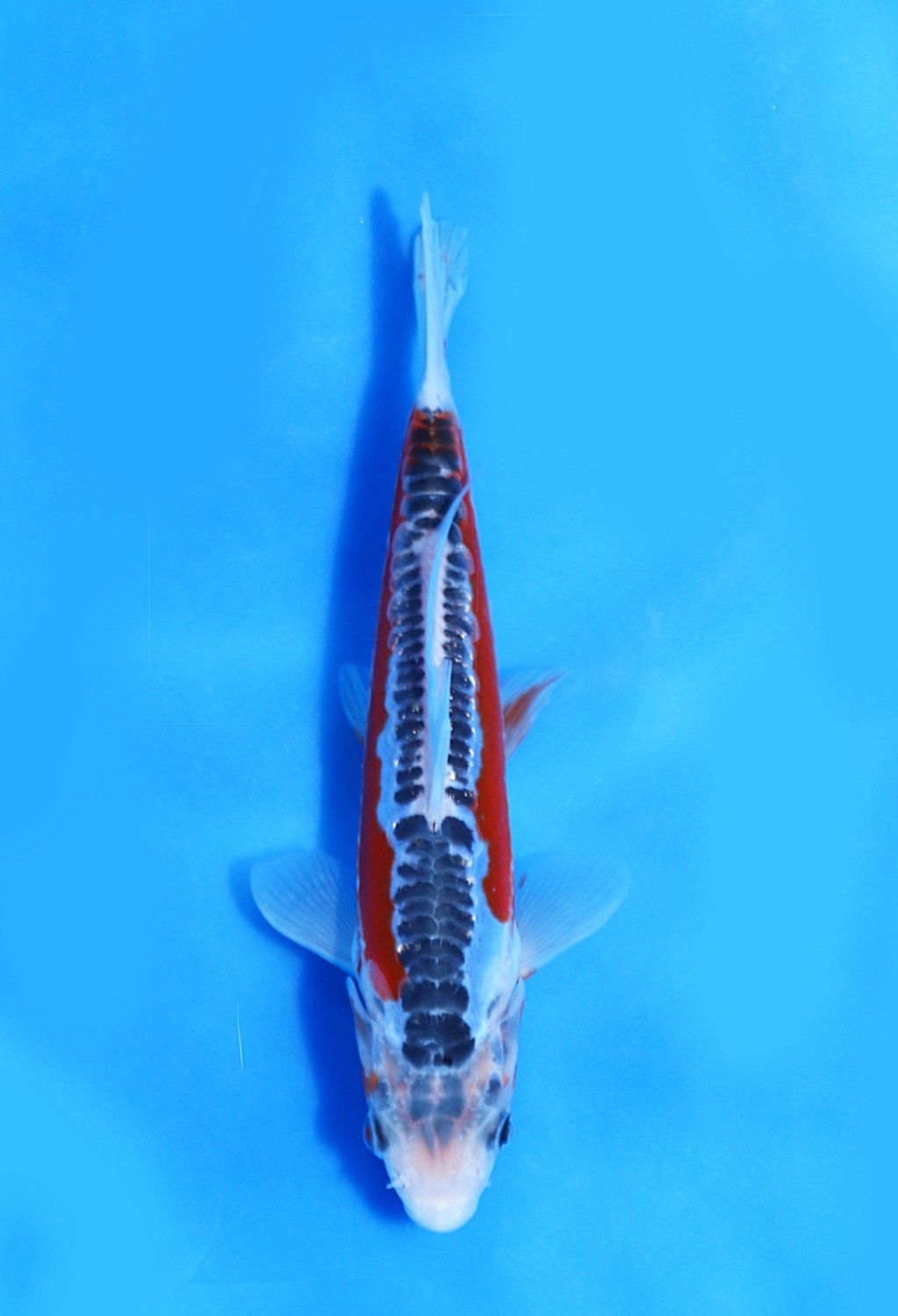 Juara 1
