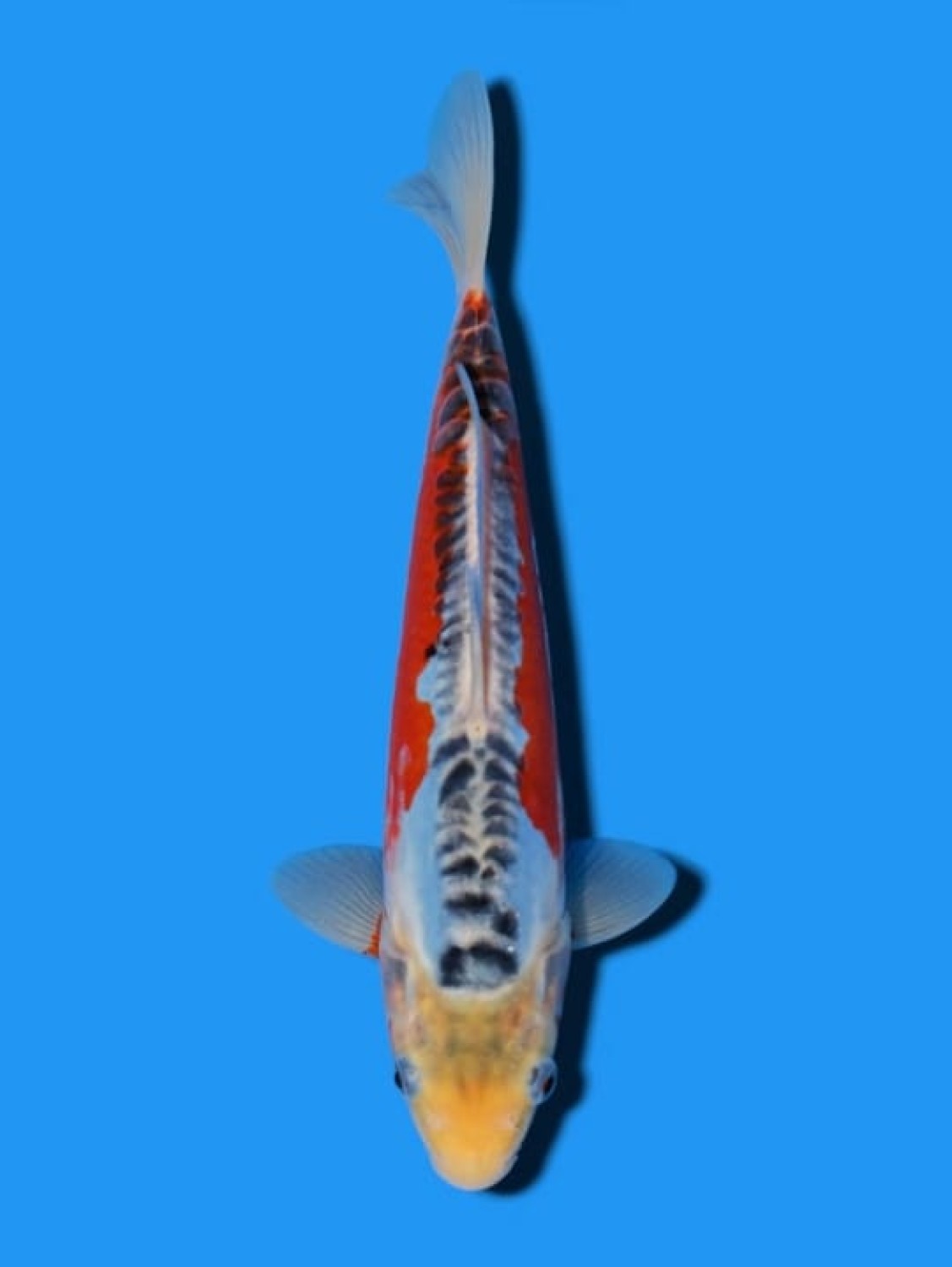Juara 1
