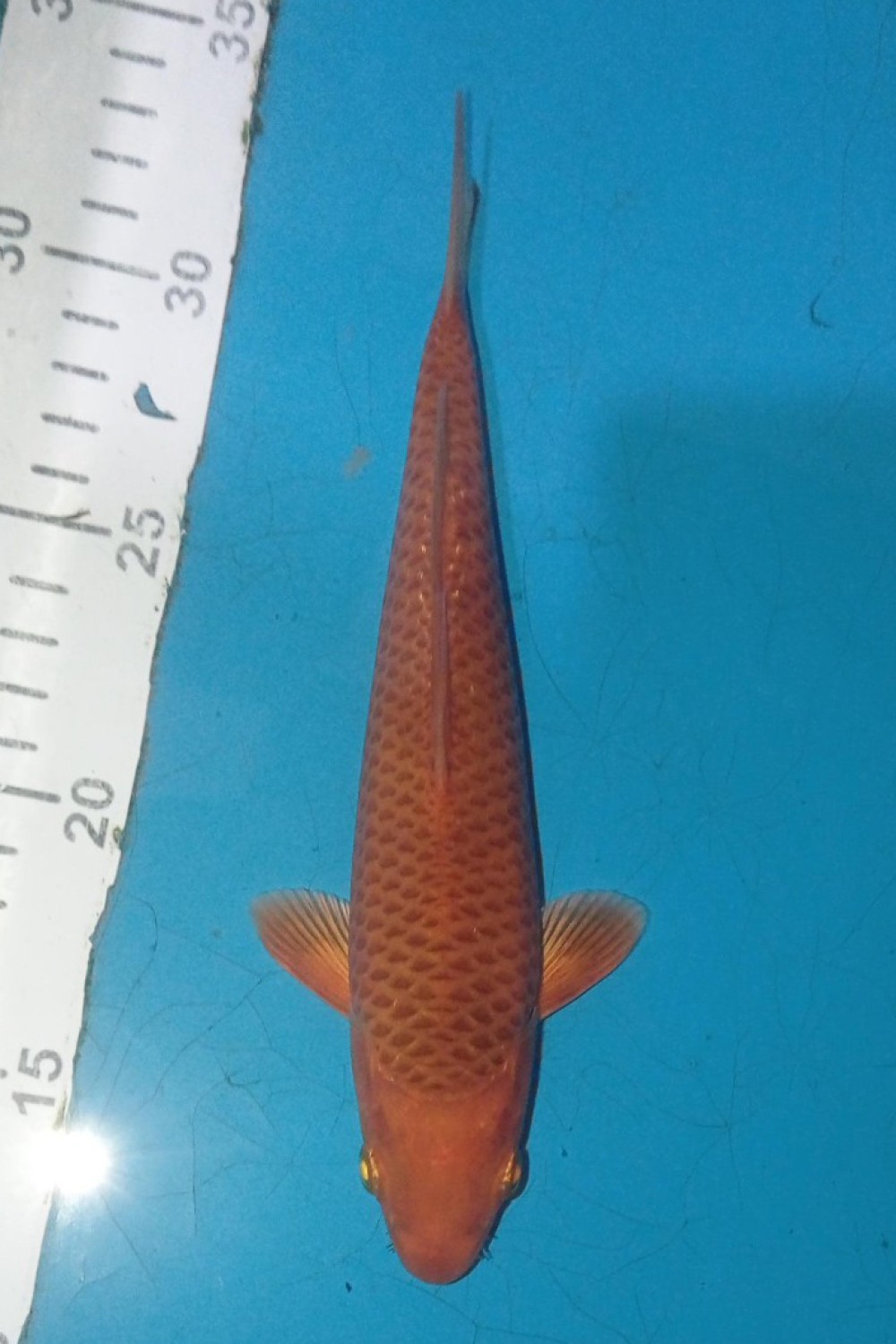 Juara 2