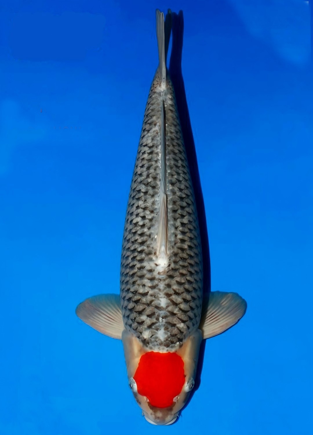 Juara 1