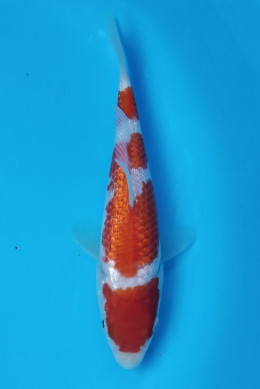 Juara 1