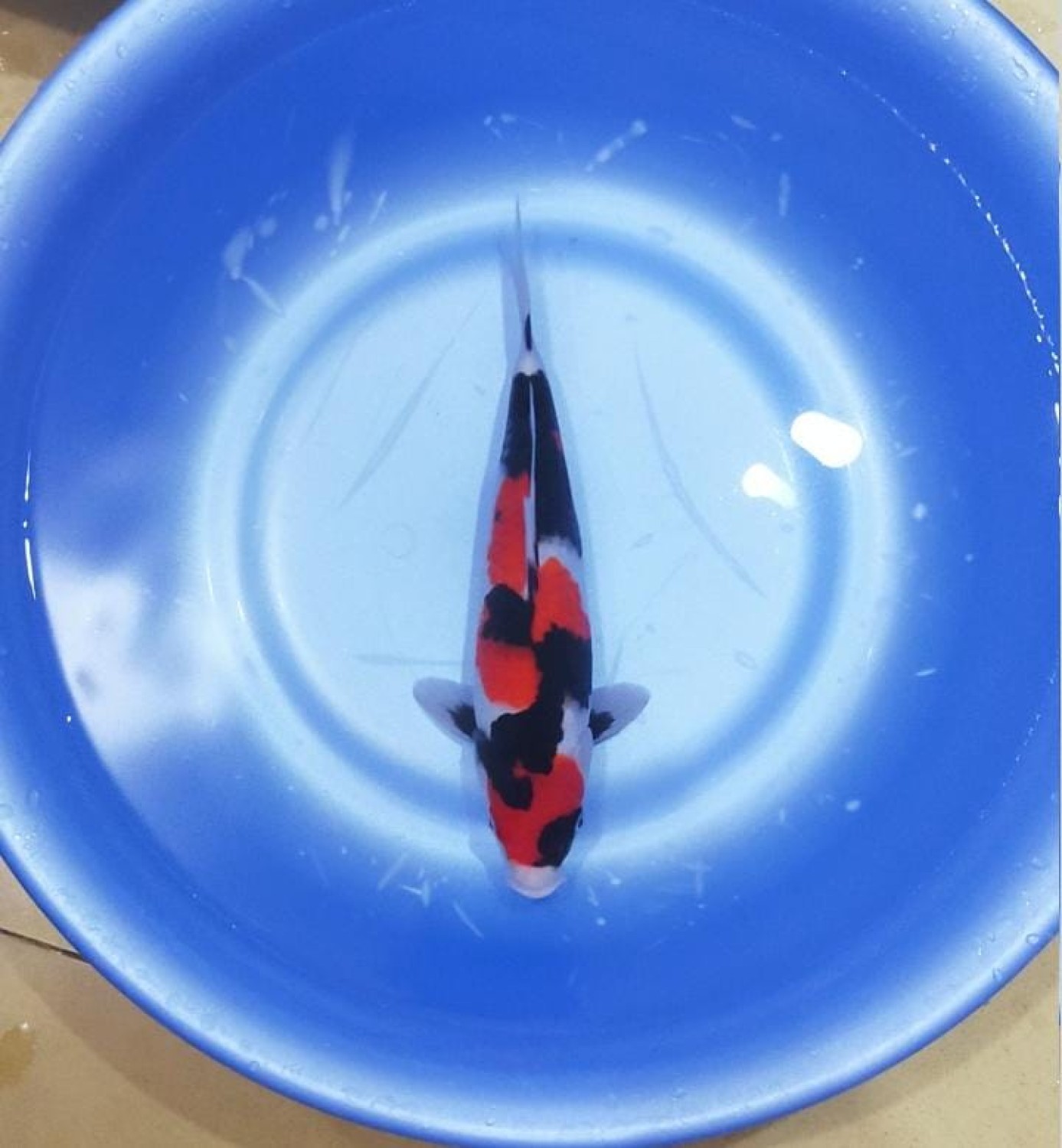 Juara 4