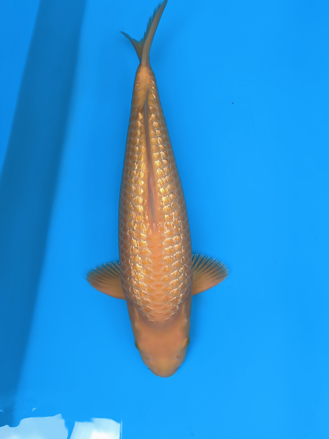 Juara 1