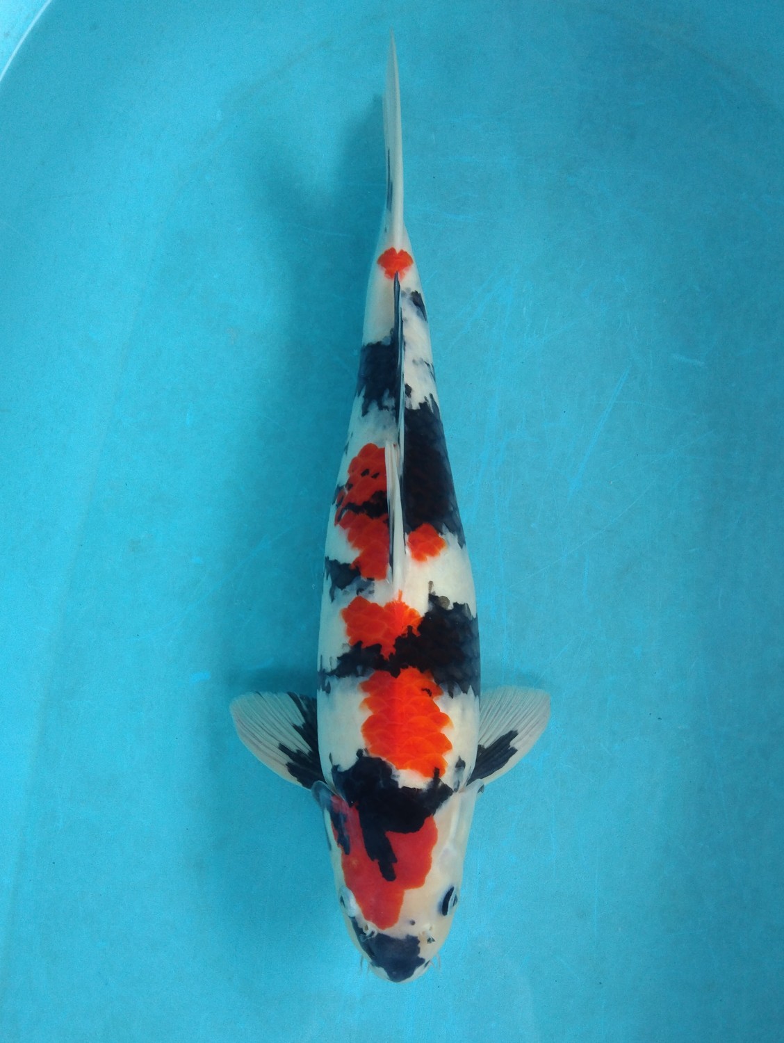 Juara 3