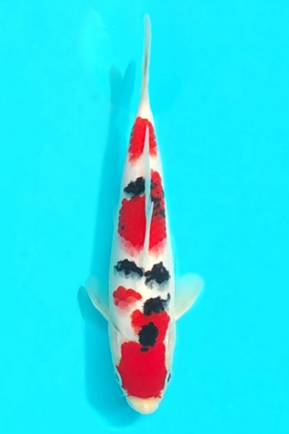 Juara 1