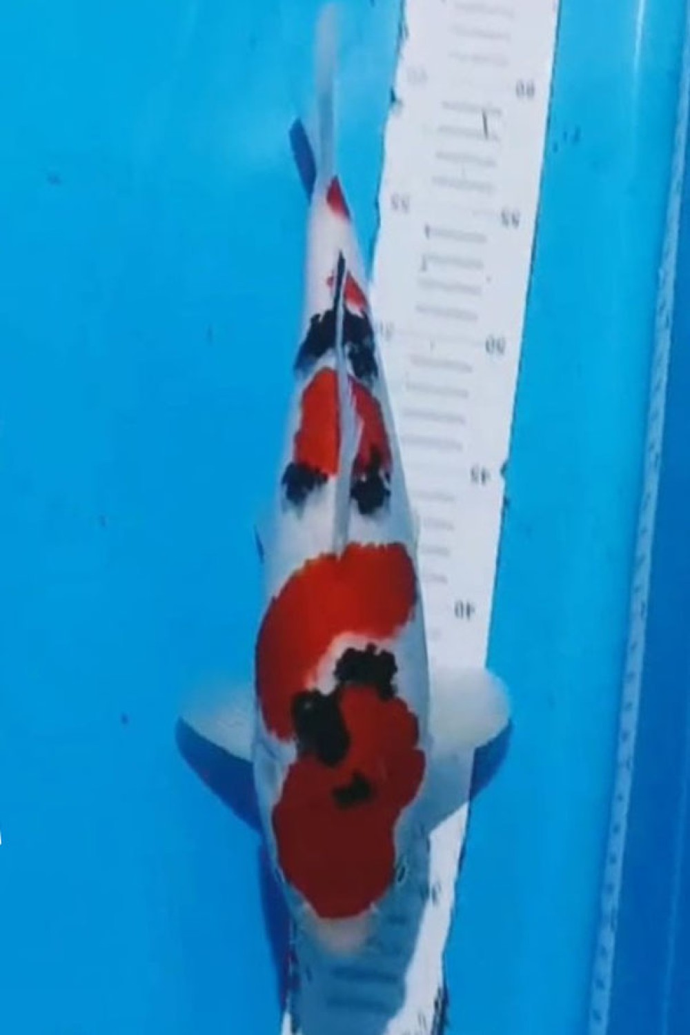 Juara 1