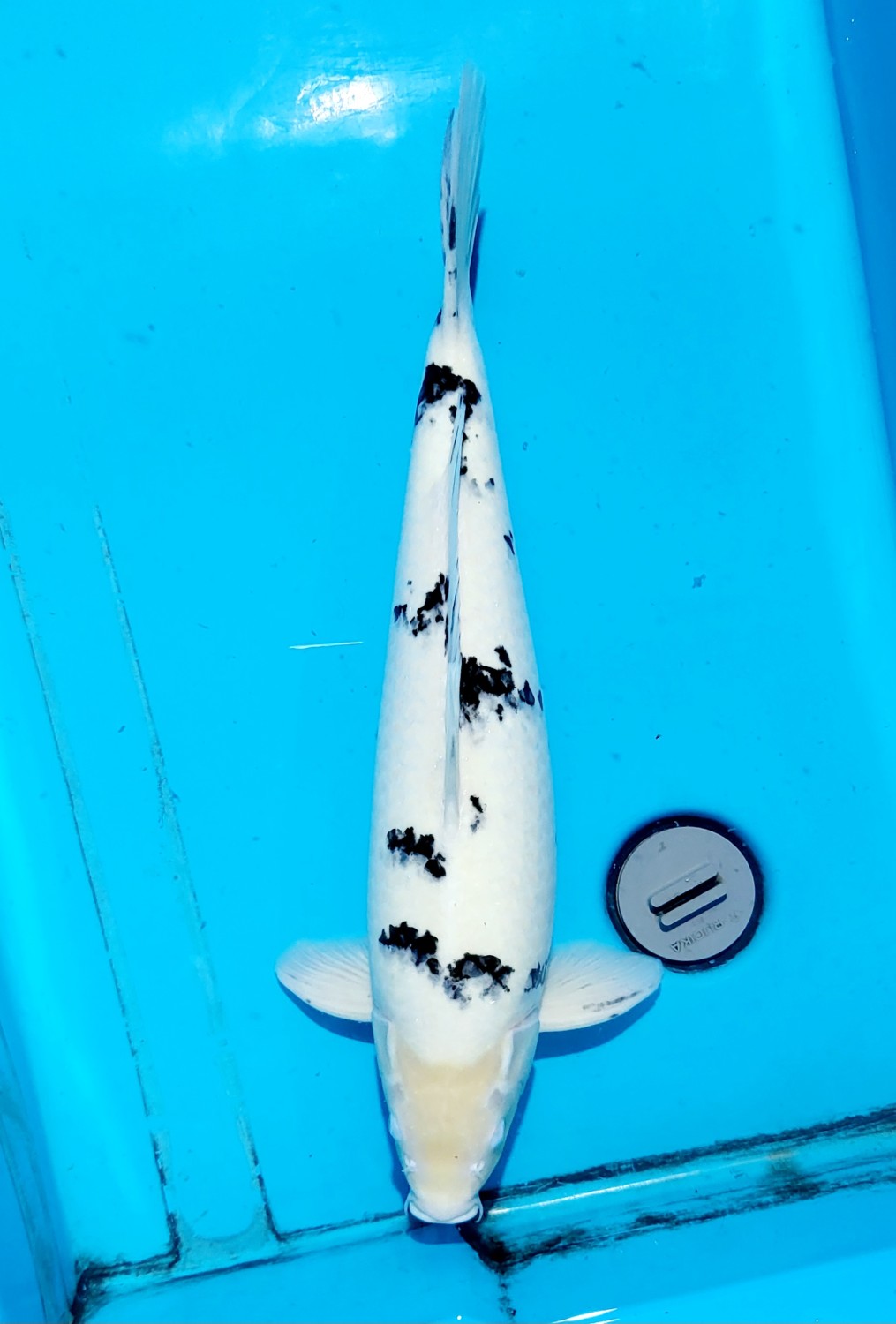 Juara 2