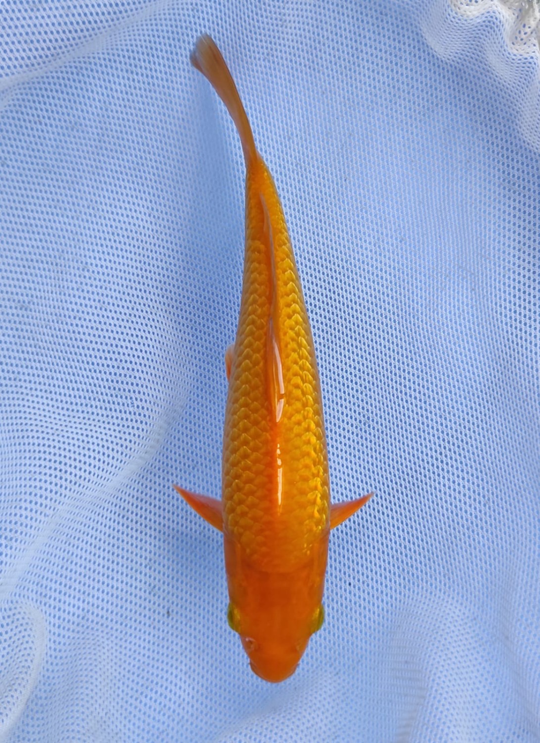 Juara 2
