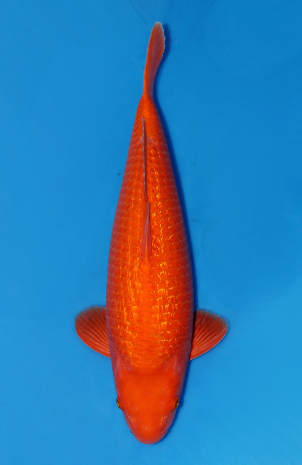 Juara 5