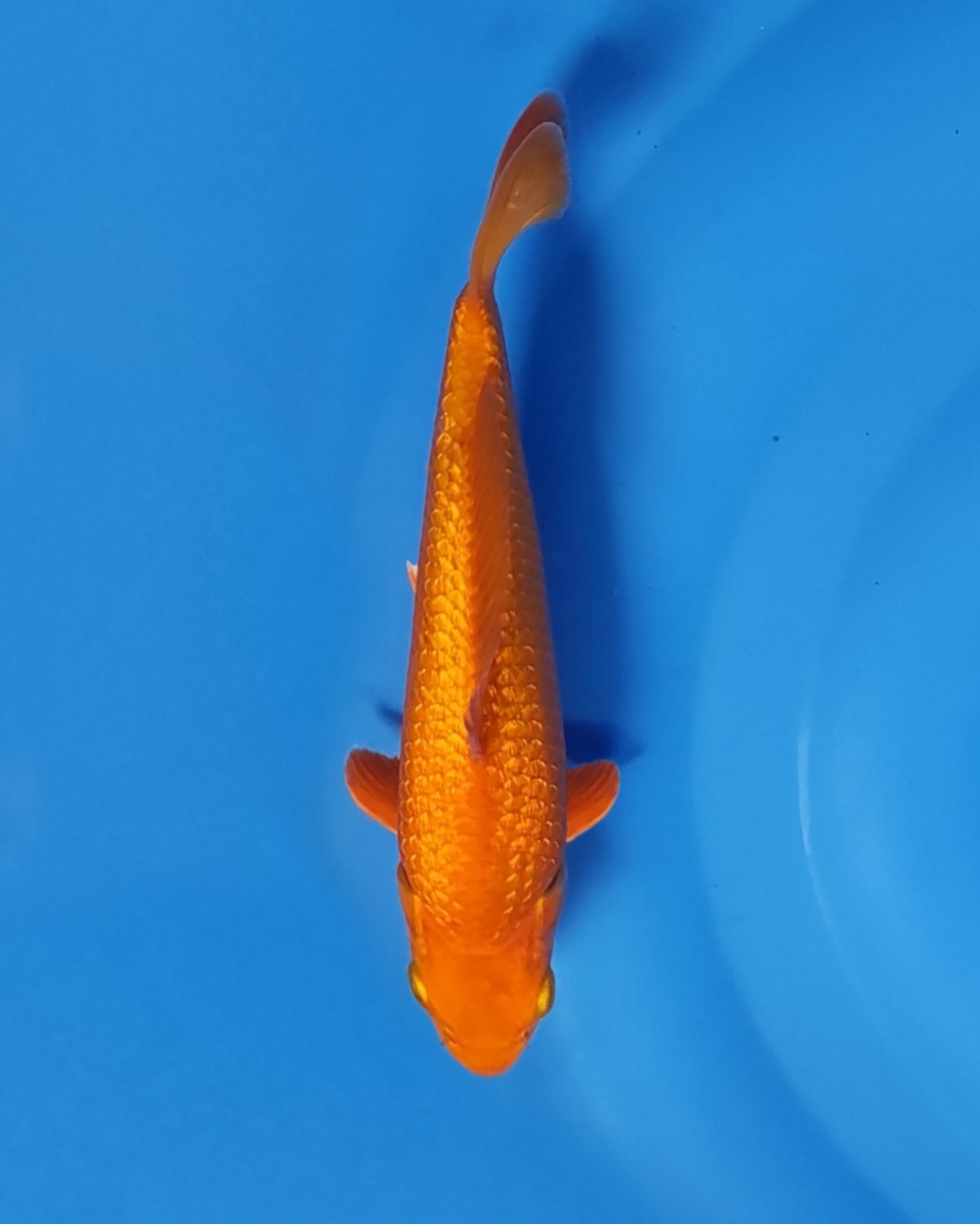 Juara 1
