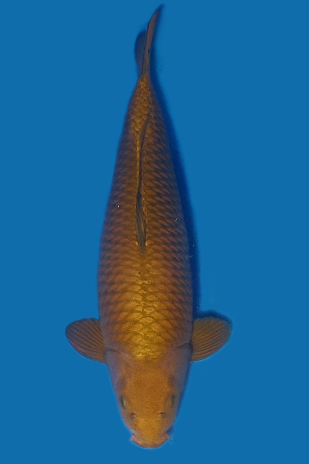 Juara 2