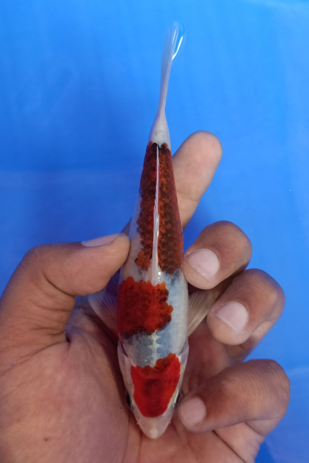 Juara 3