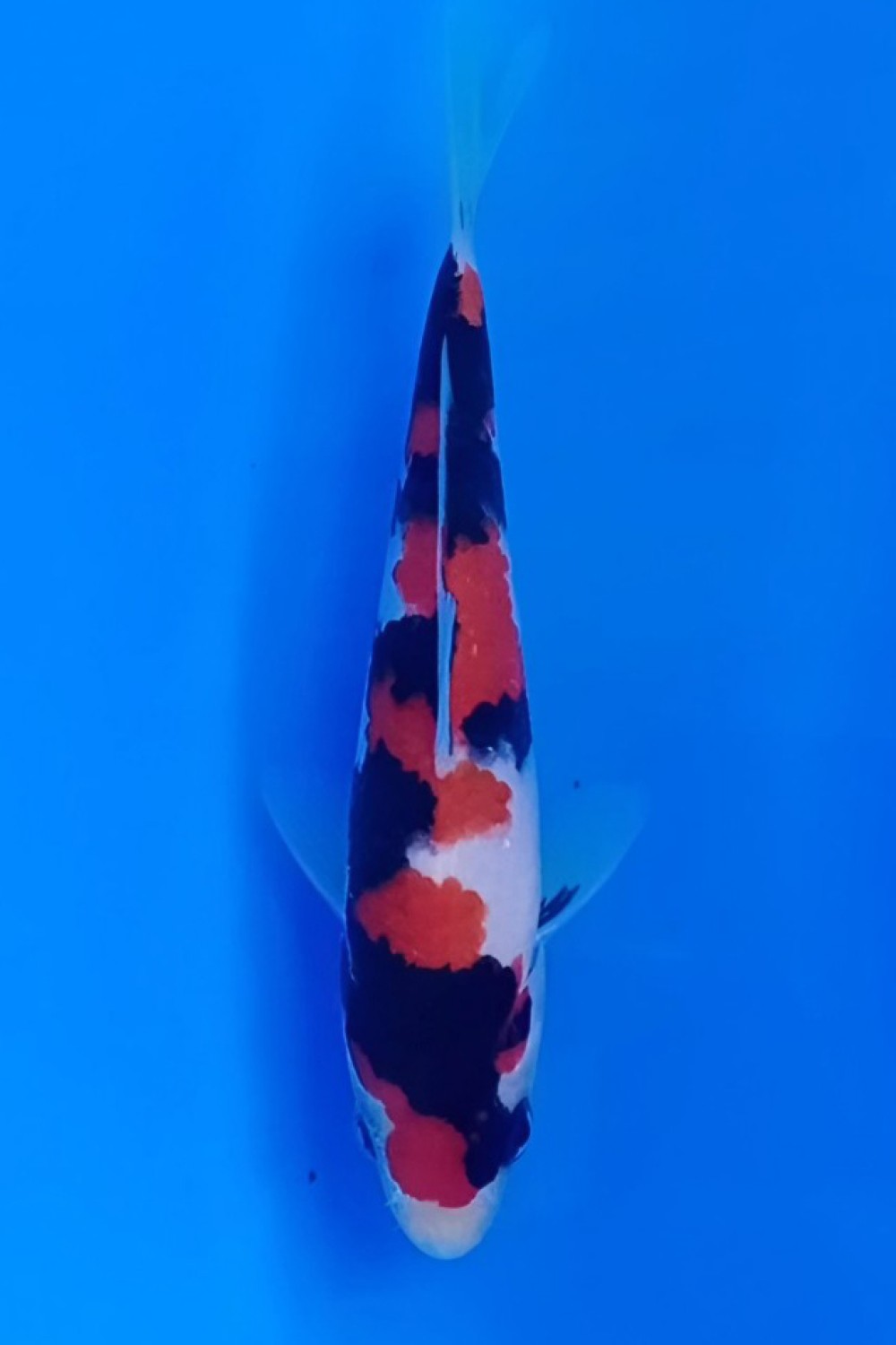 Juara 1