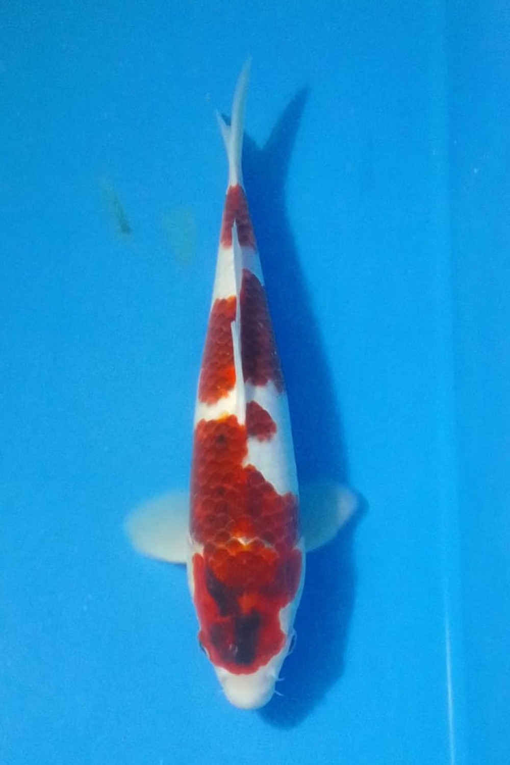 Juara 2