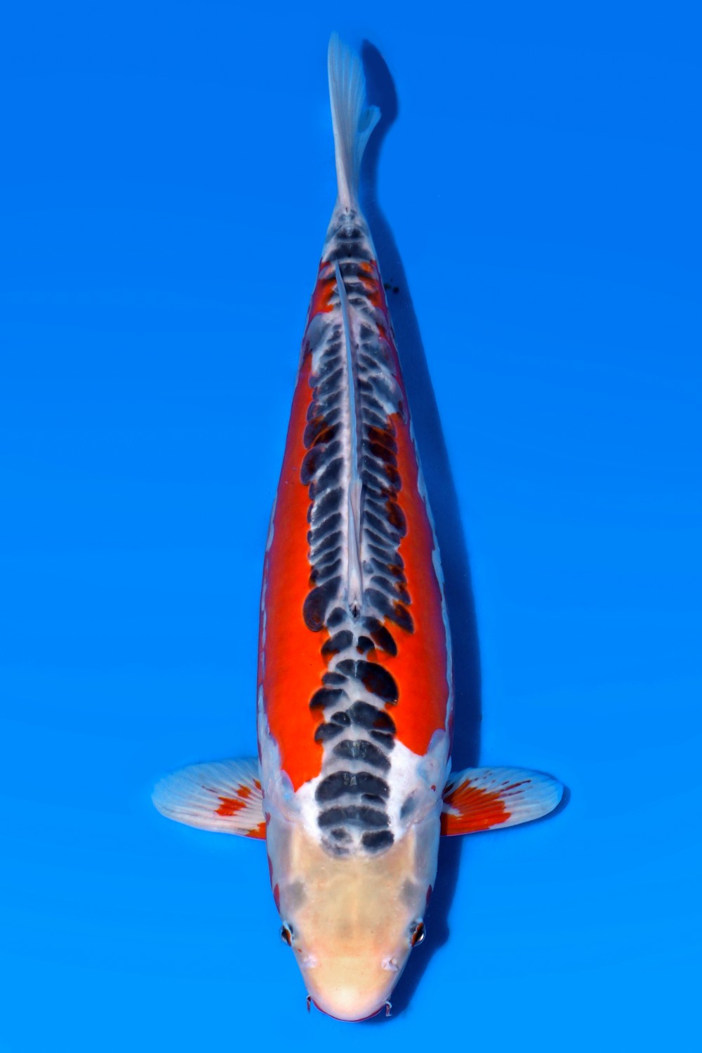 Juara 1