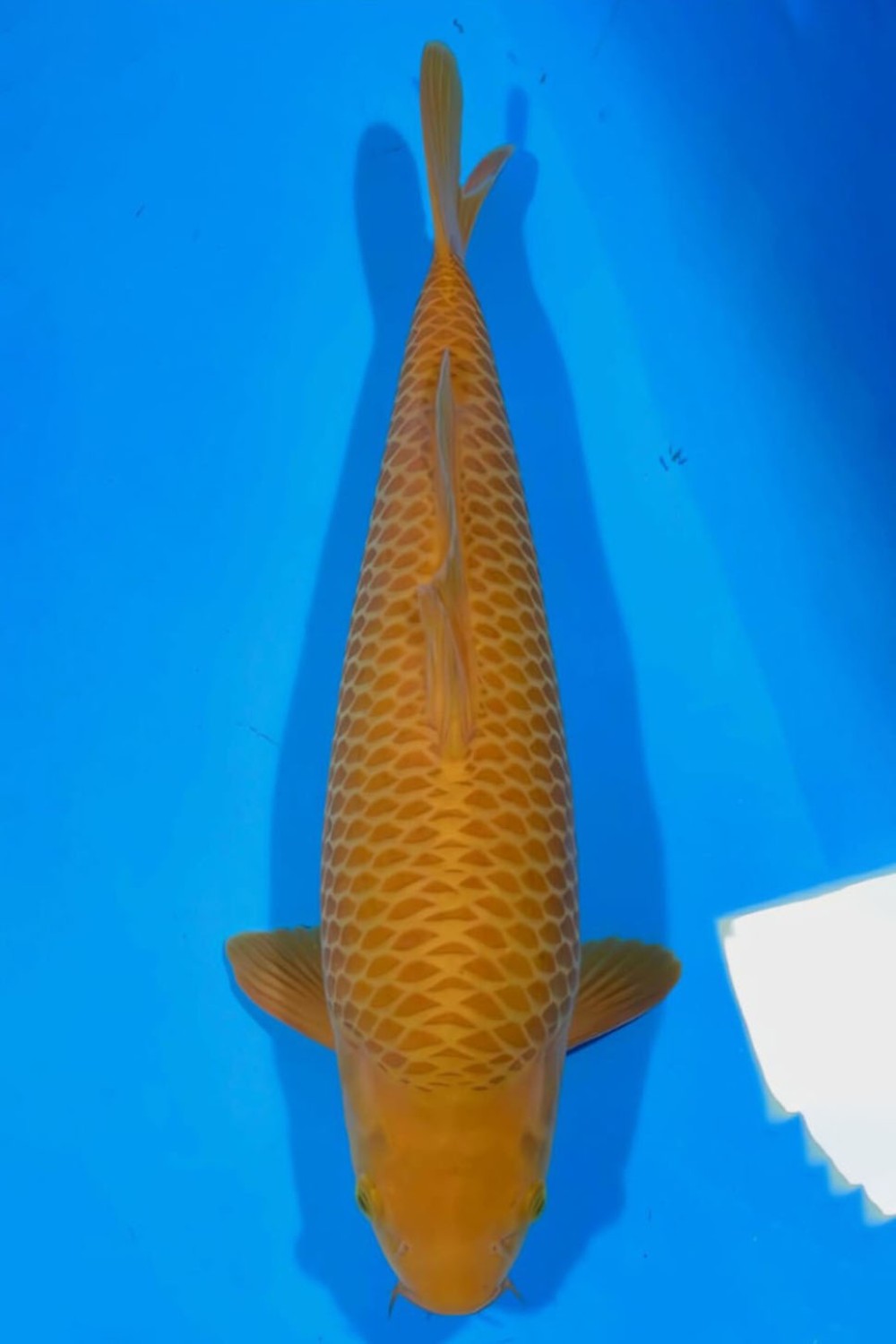 Juara 1
