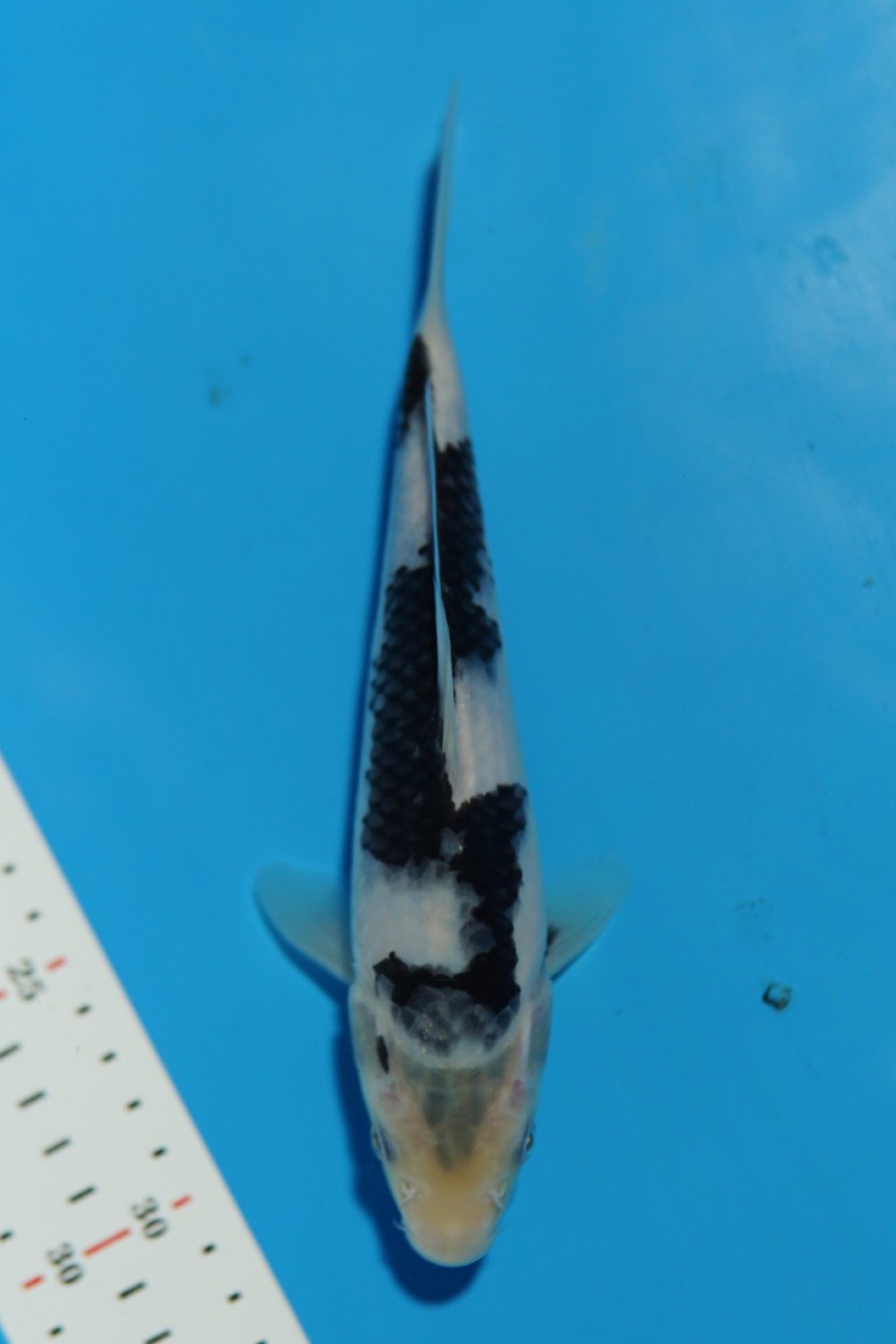 Juara 5