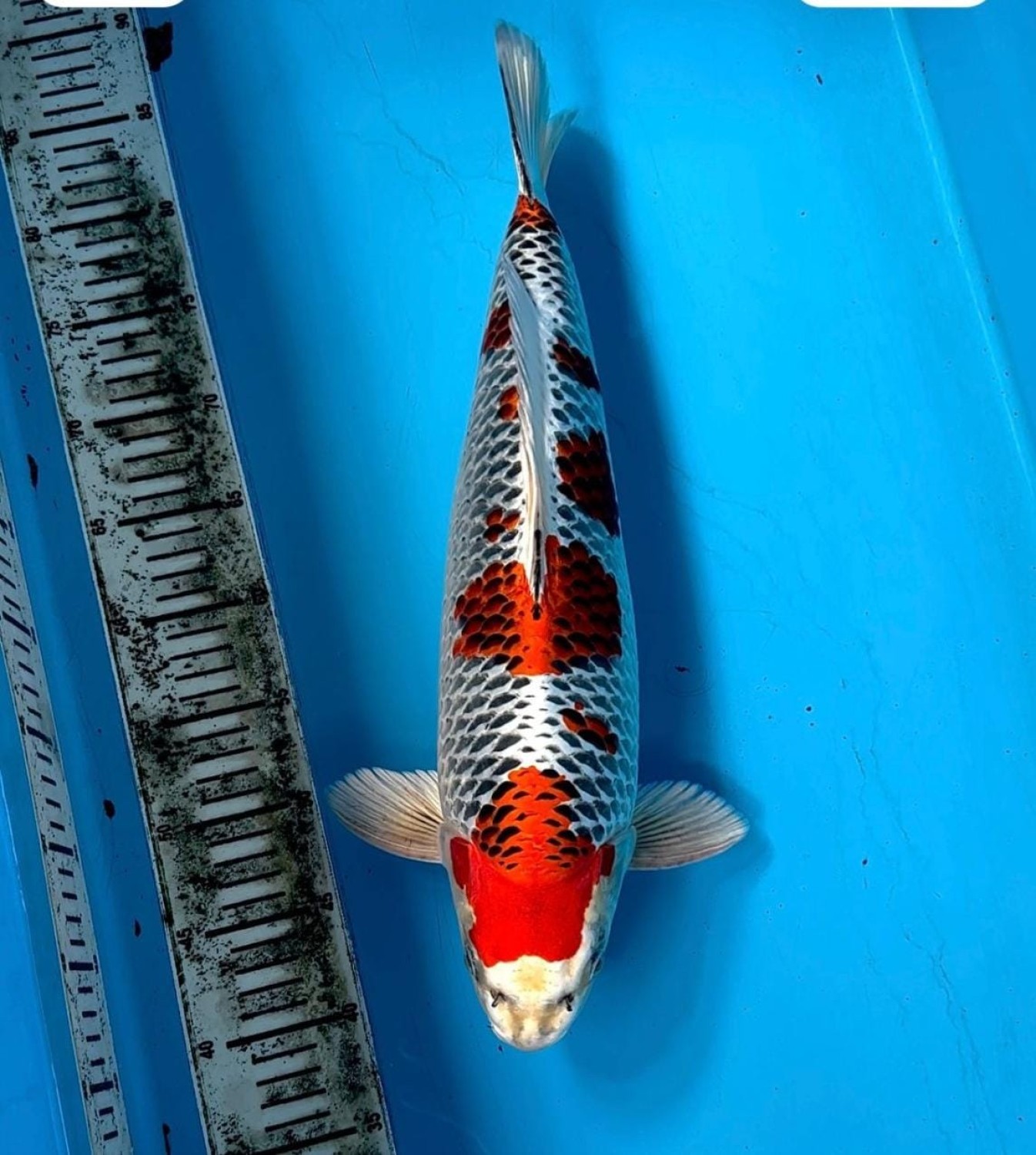Juara 1