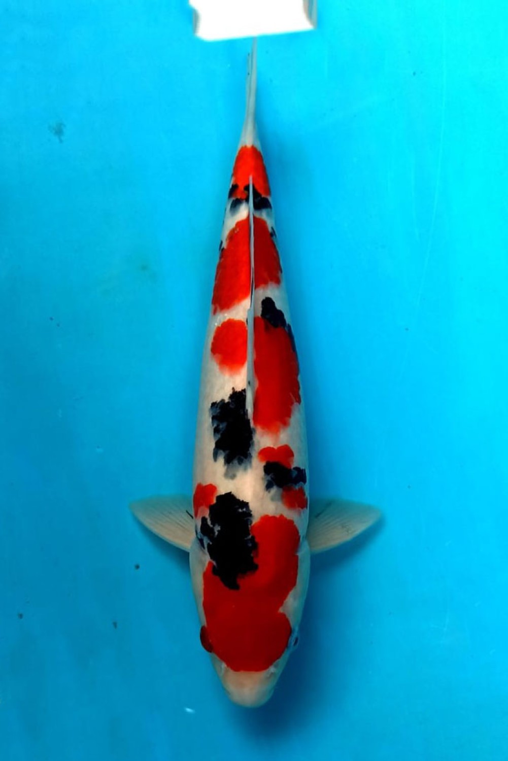 Juara 3