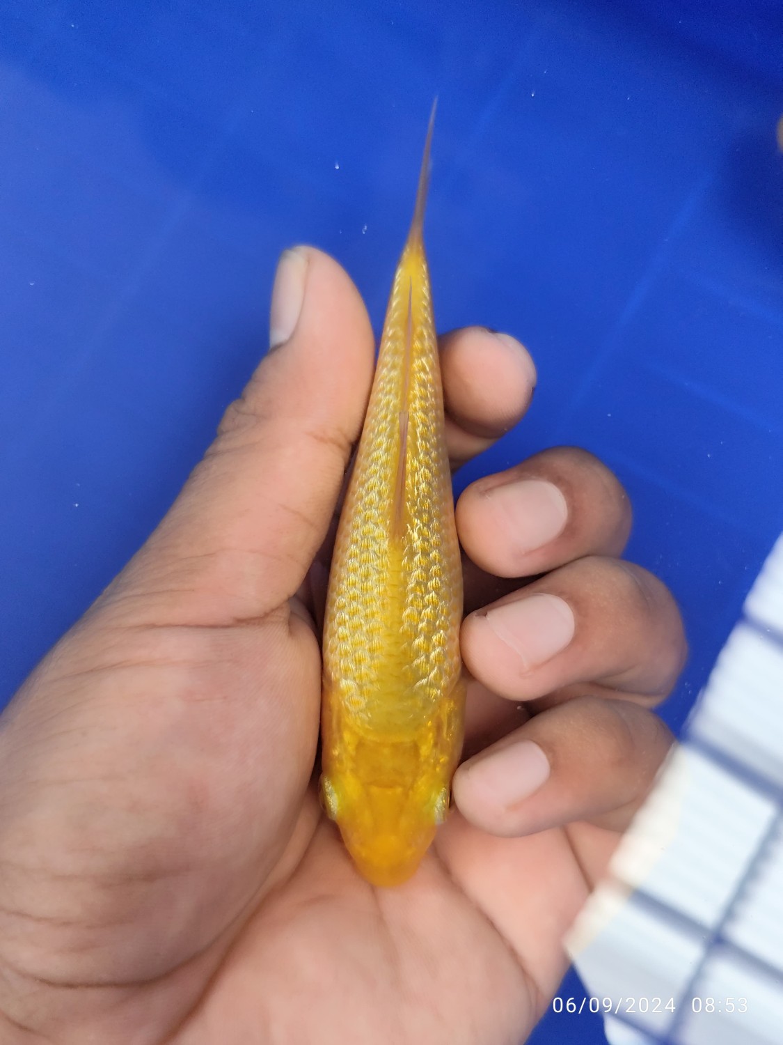 Juara 1