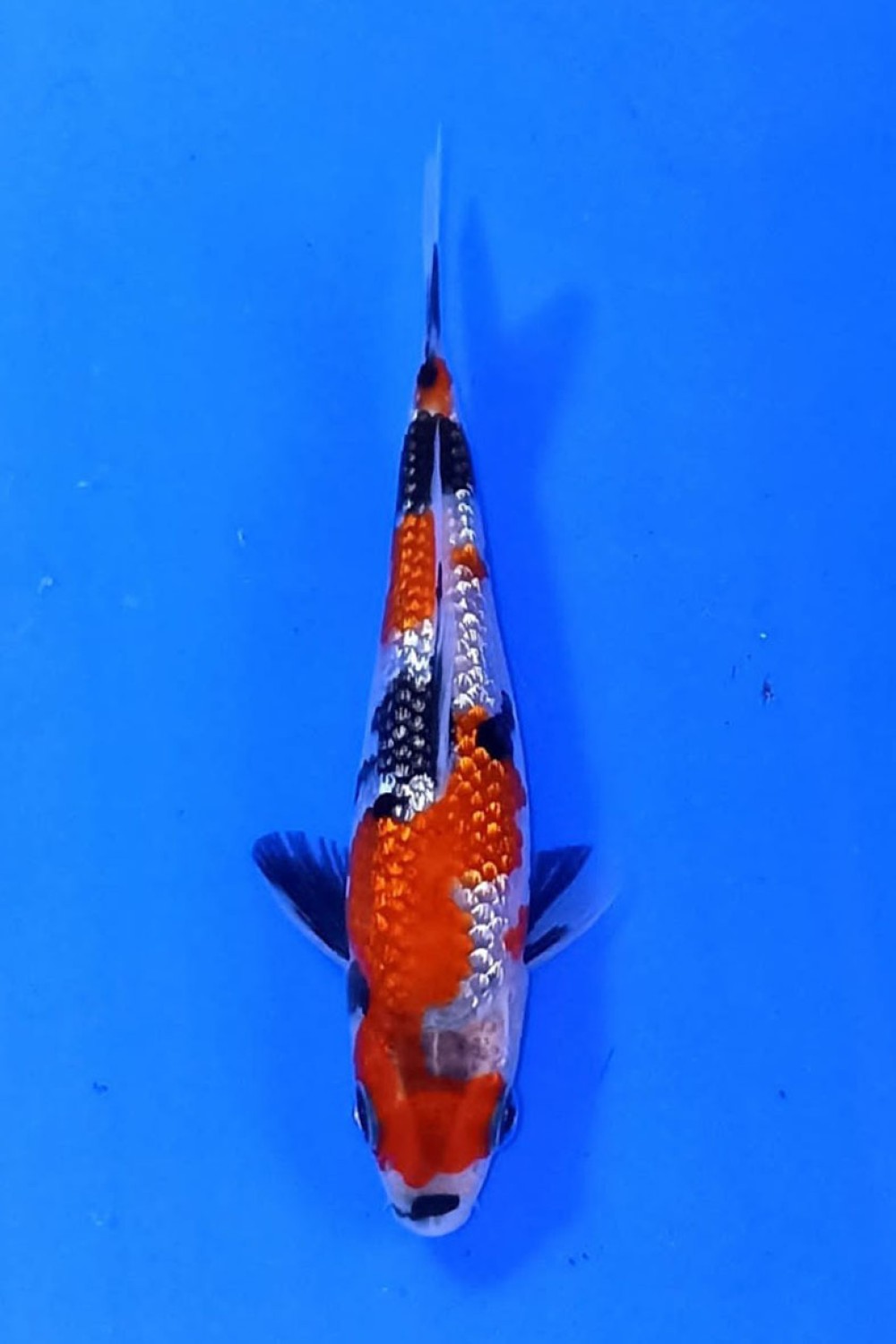 Juara 3
