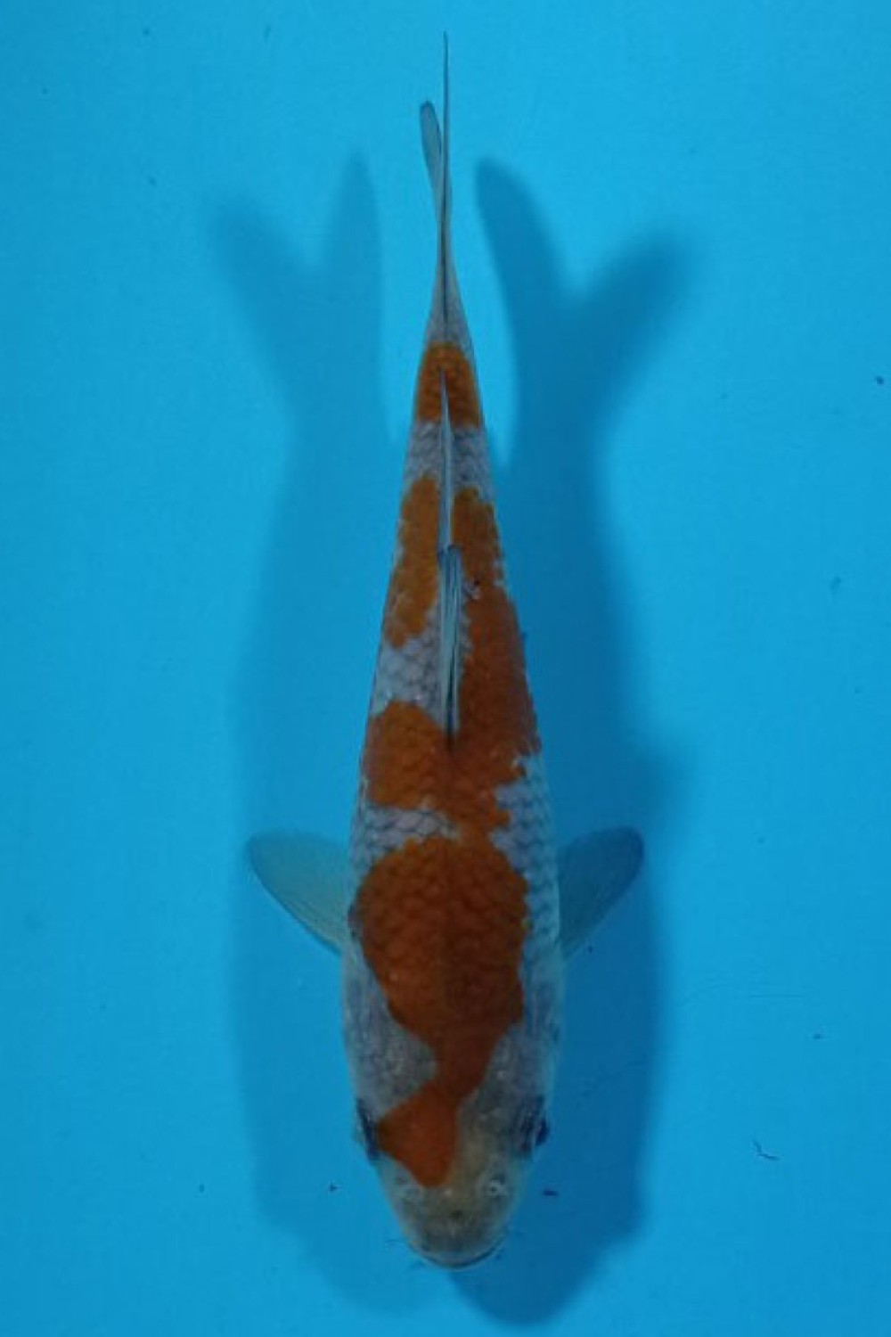 Juara 1