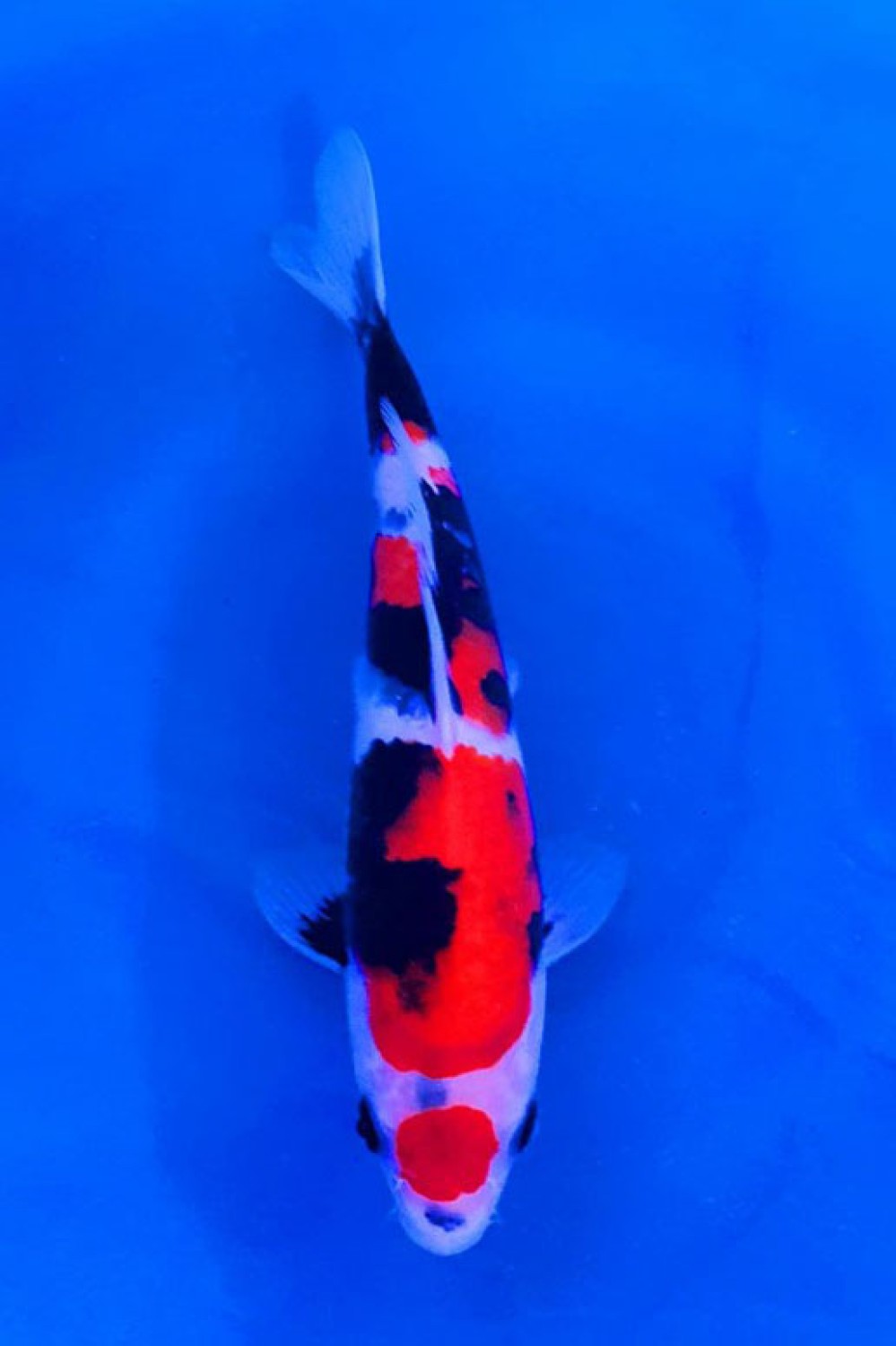 Best In Size A 21 - 25 cm