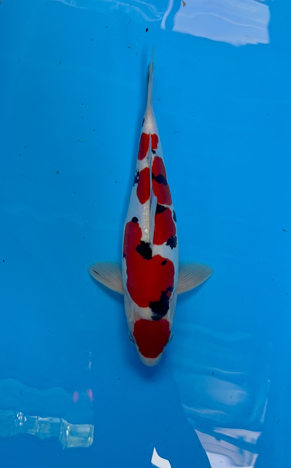 Best In Size C 26 - 30 cm
