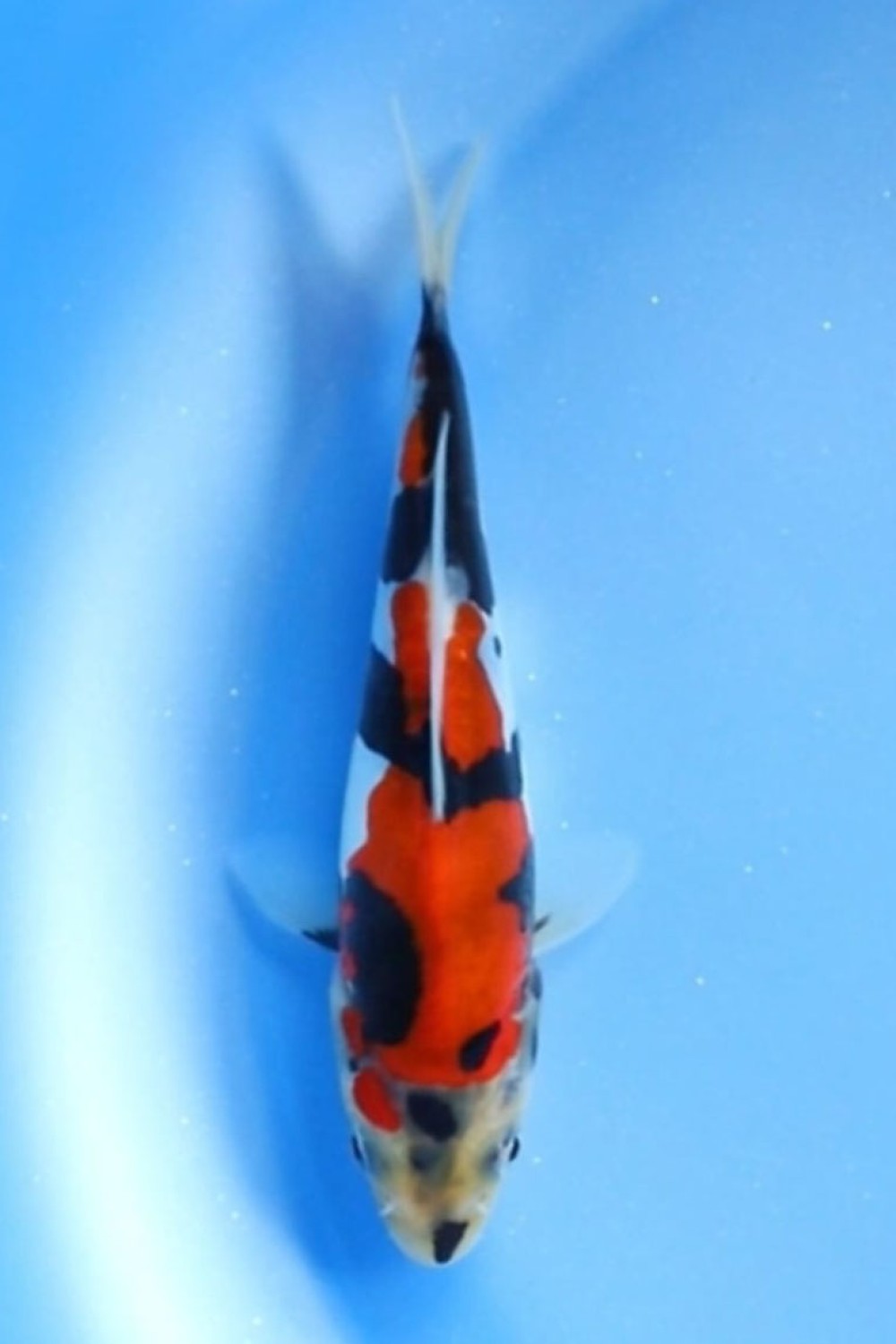 Juara 2