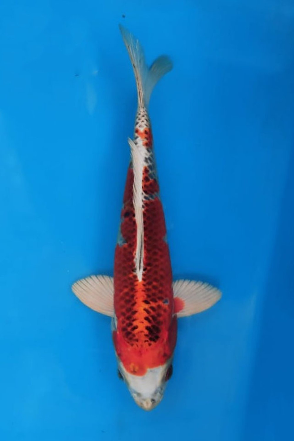 Juara 2
