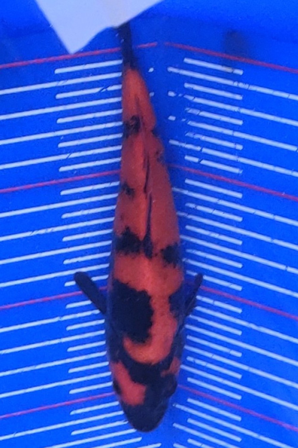 Juara 1