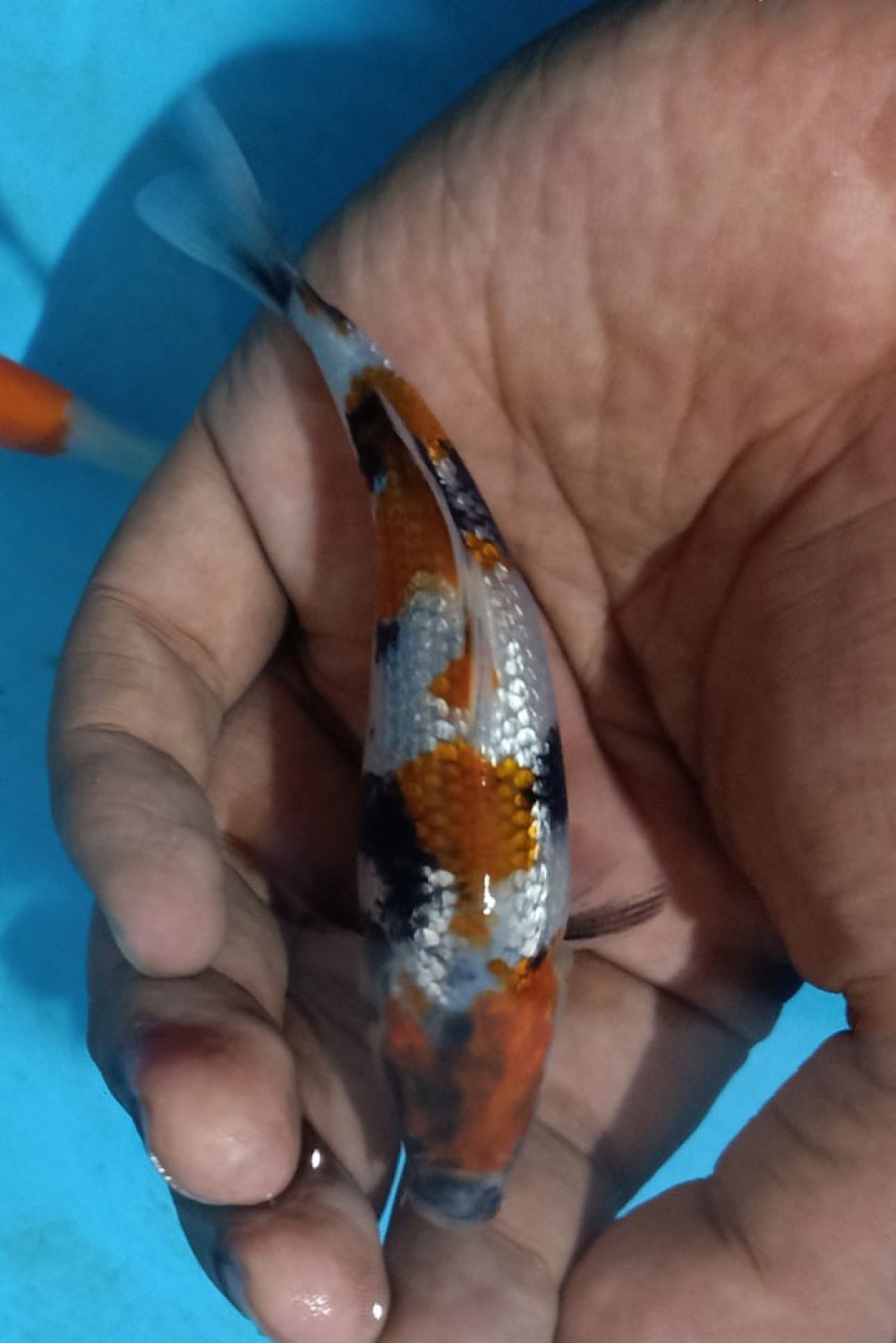 Juara 3
