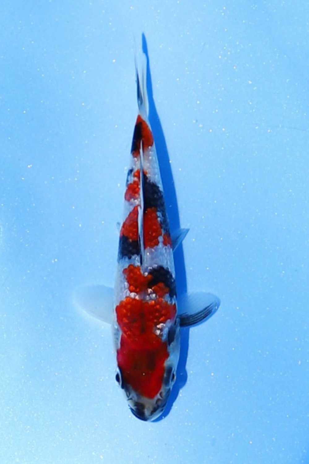 Juara 5