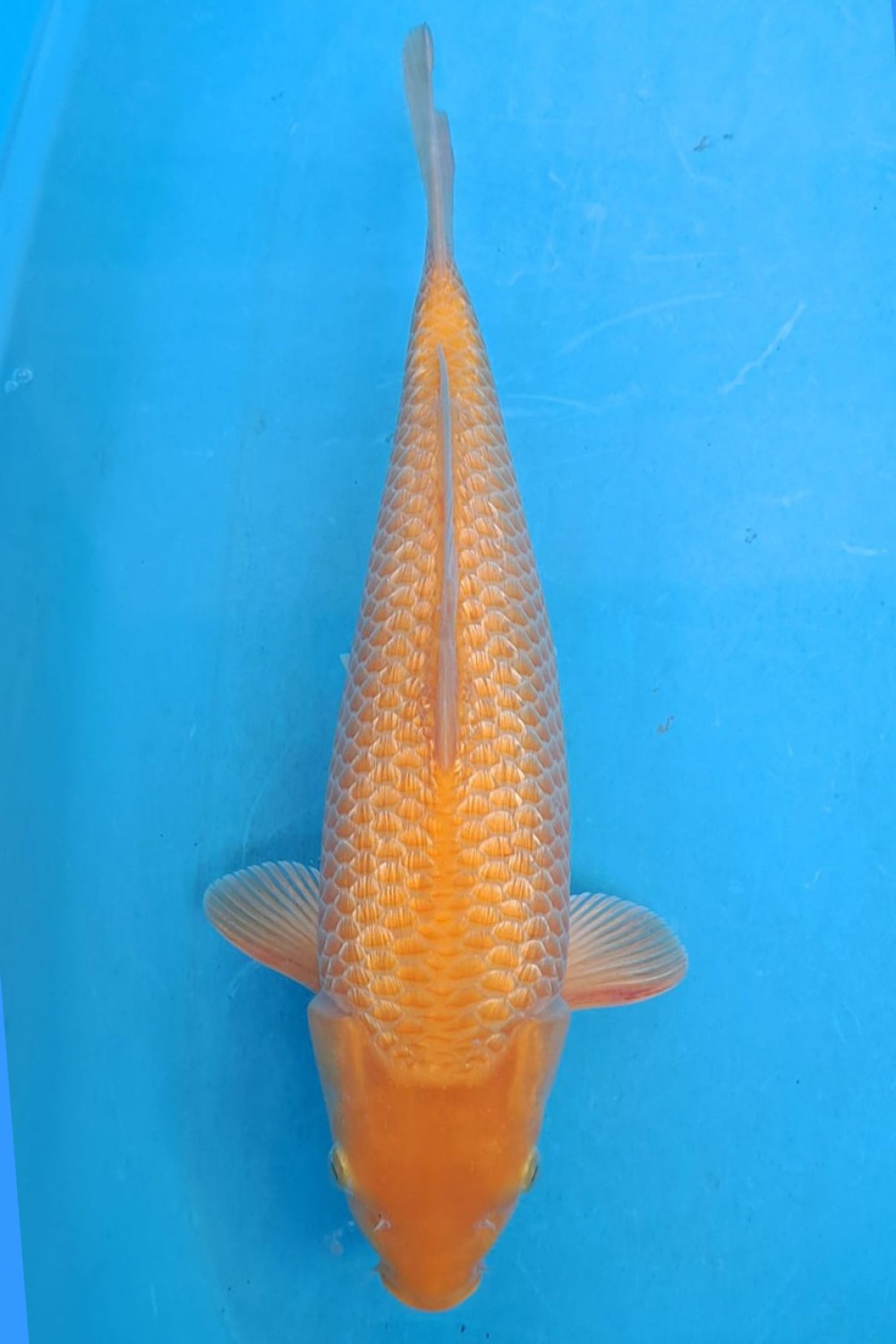 Juara 2