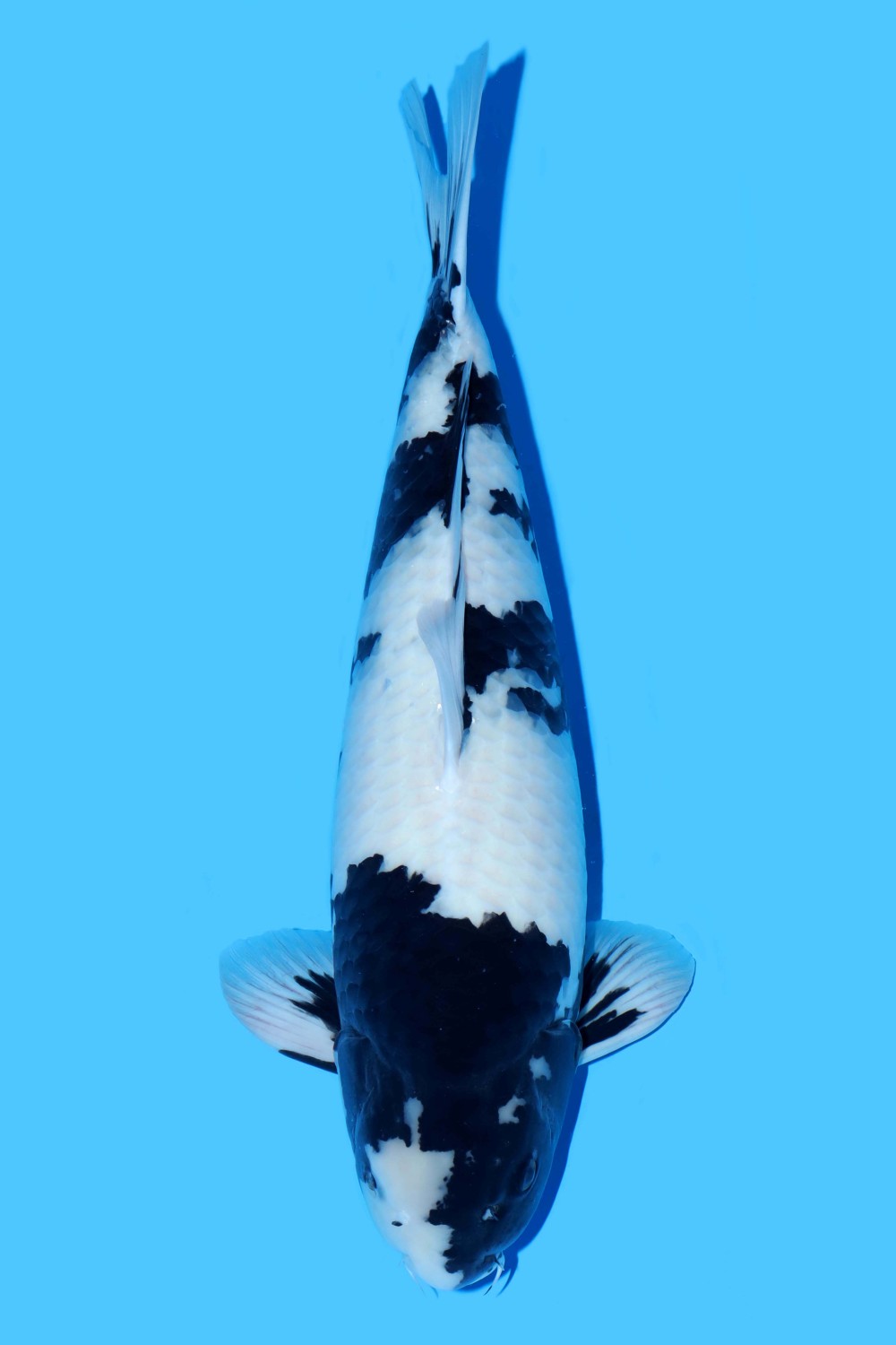 Juara 1