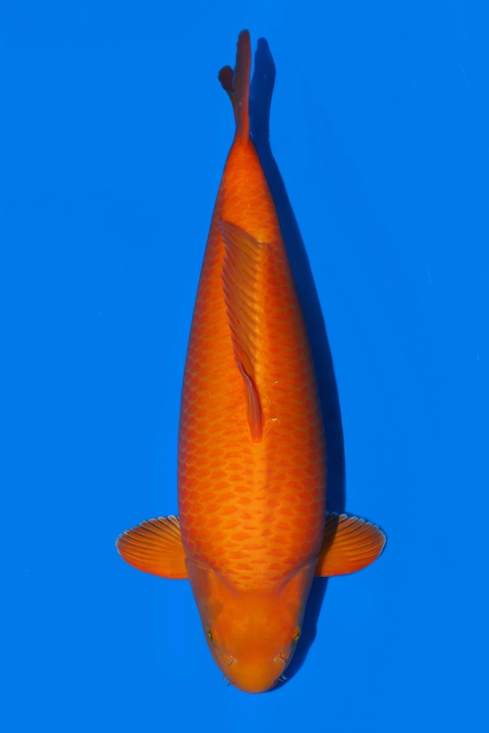 Best In Size E 56 - 60 cm