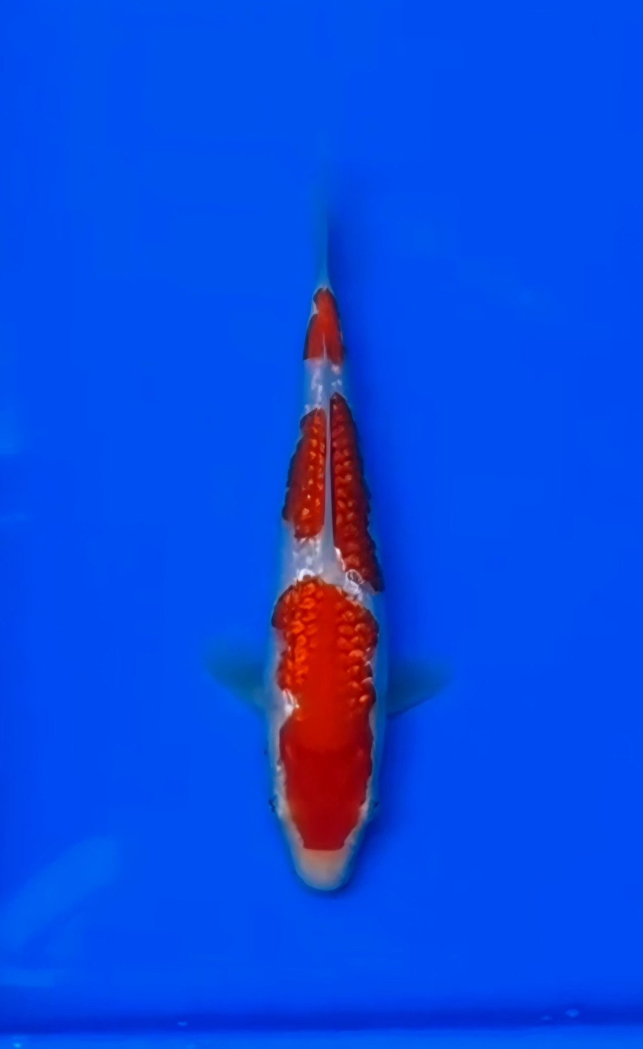 Juara 5