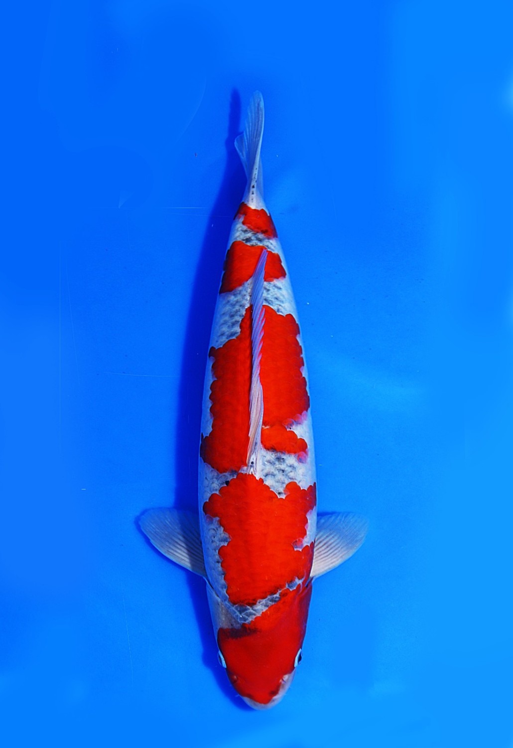 Juara 1