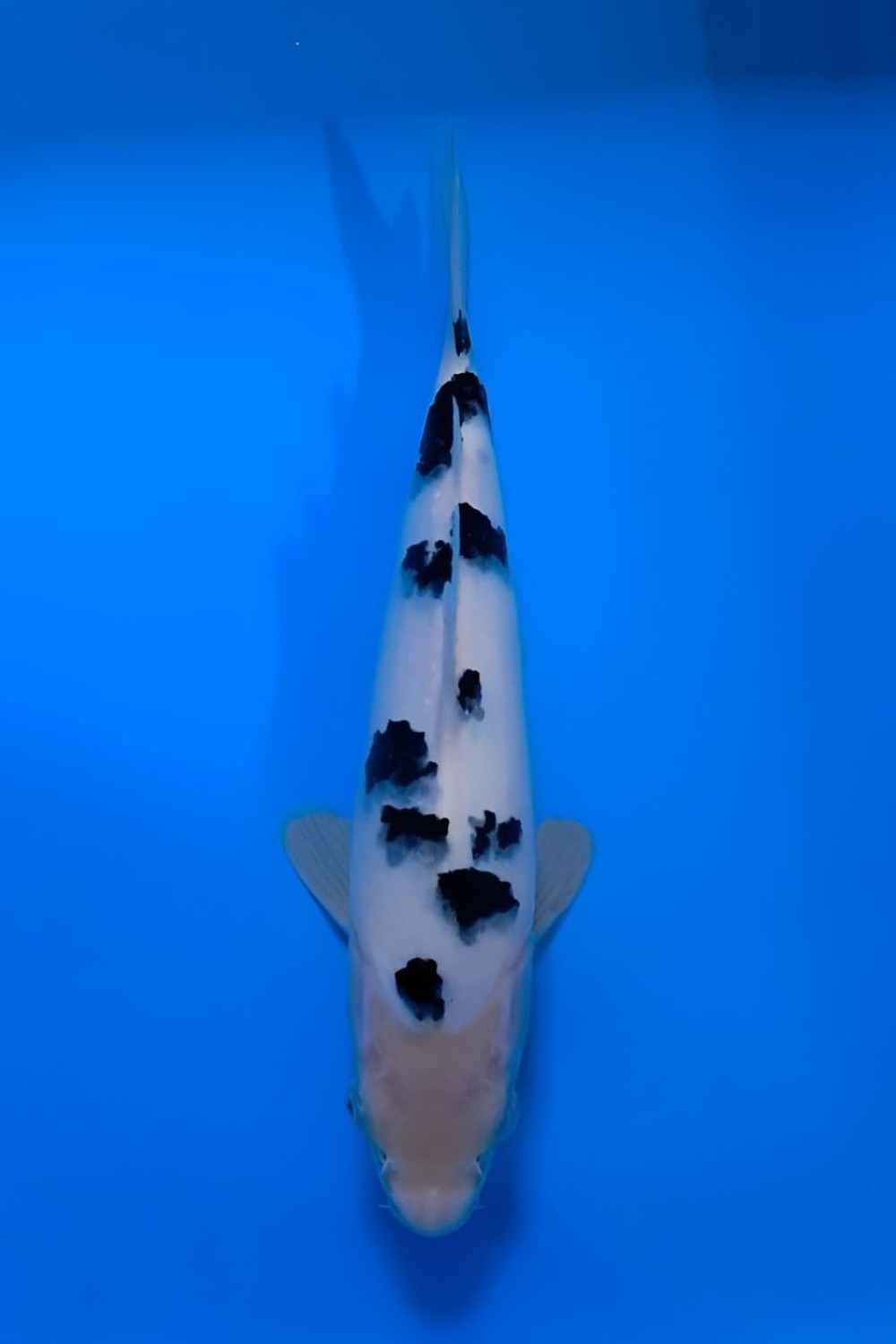 Juara 3