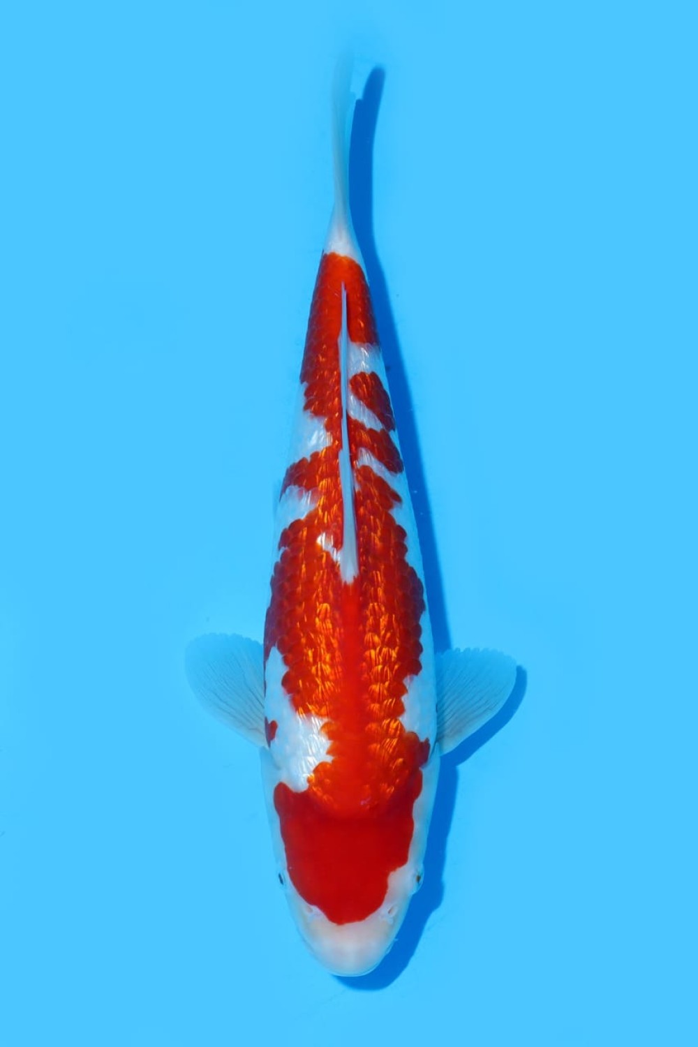 Juara 1
