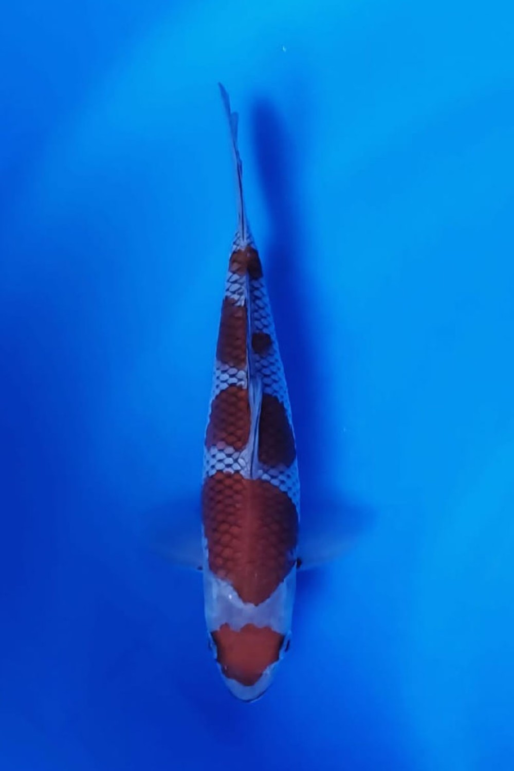 Juara 1