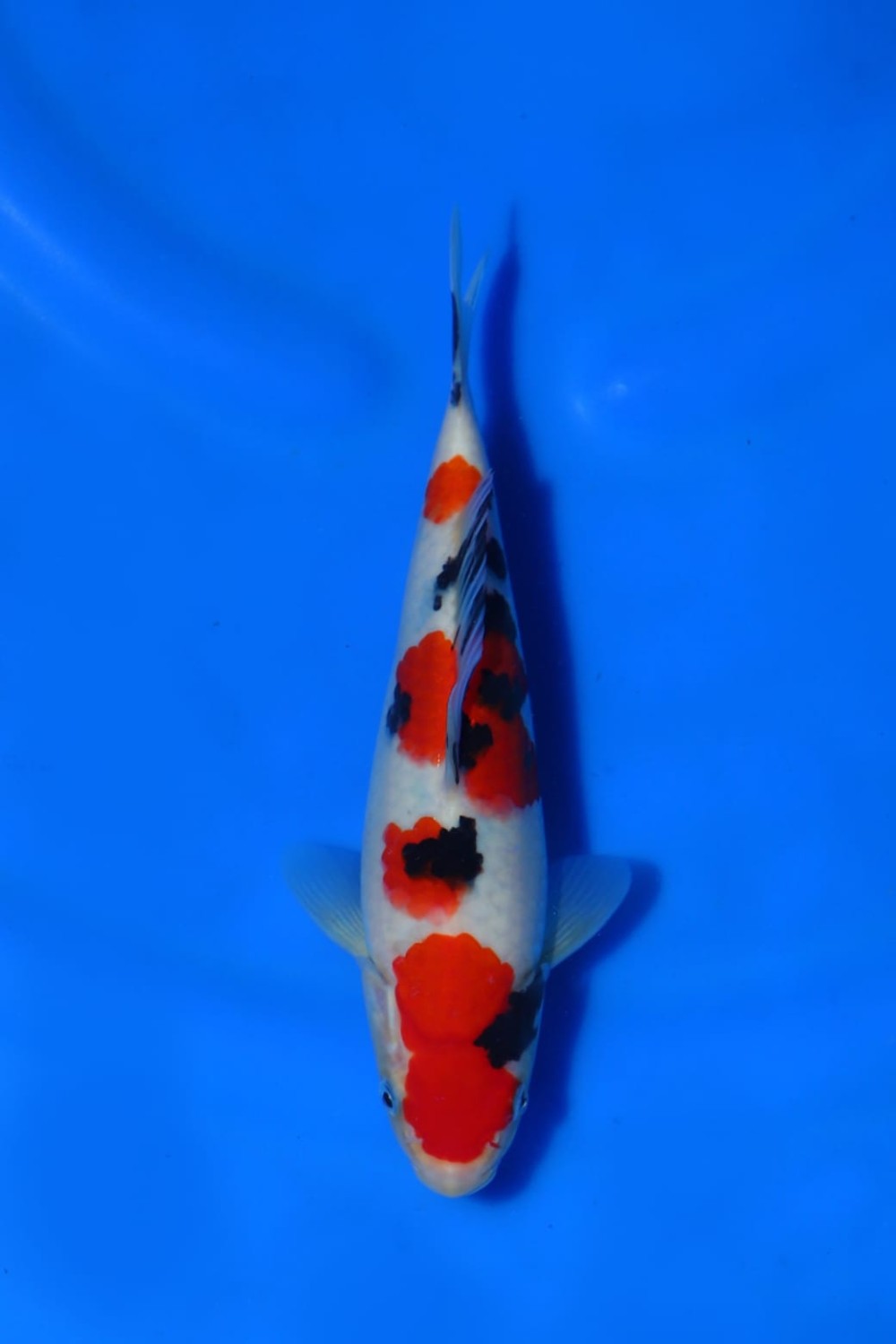 Juara 5