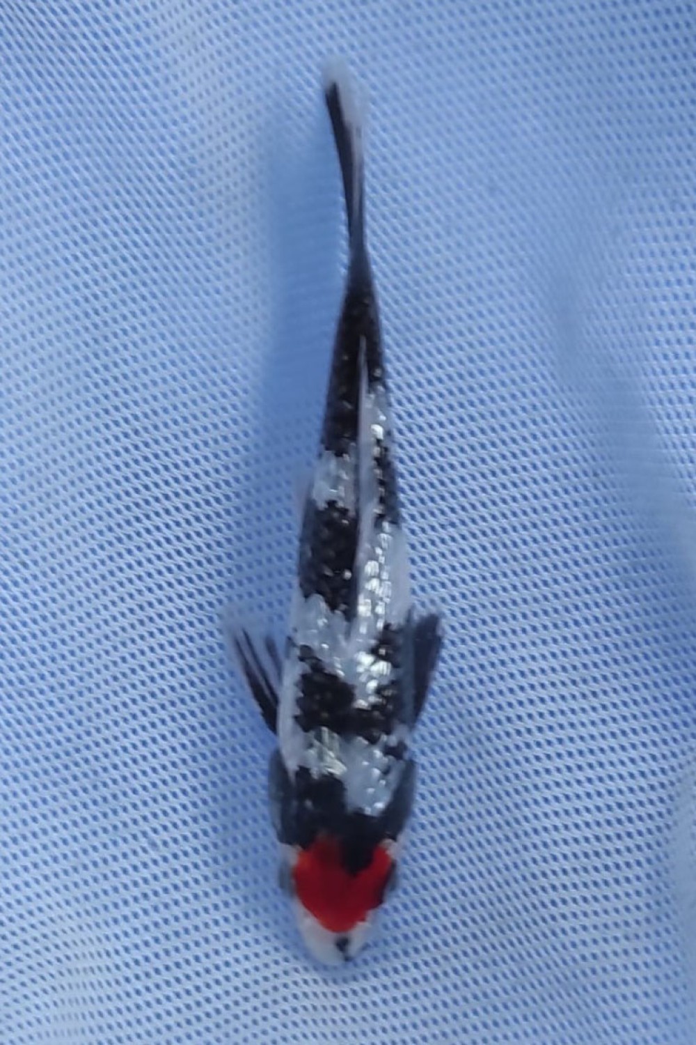 Juara 5