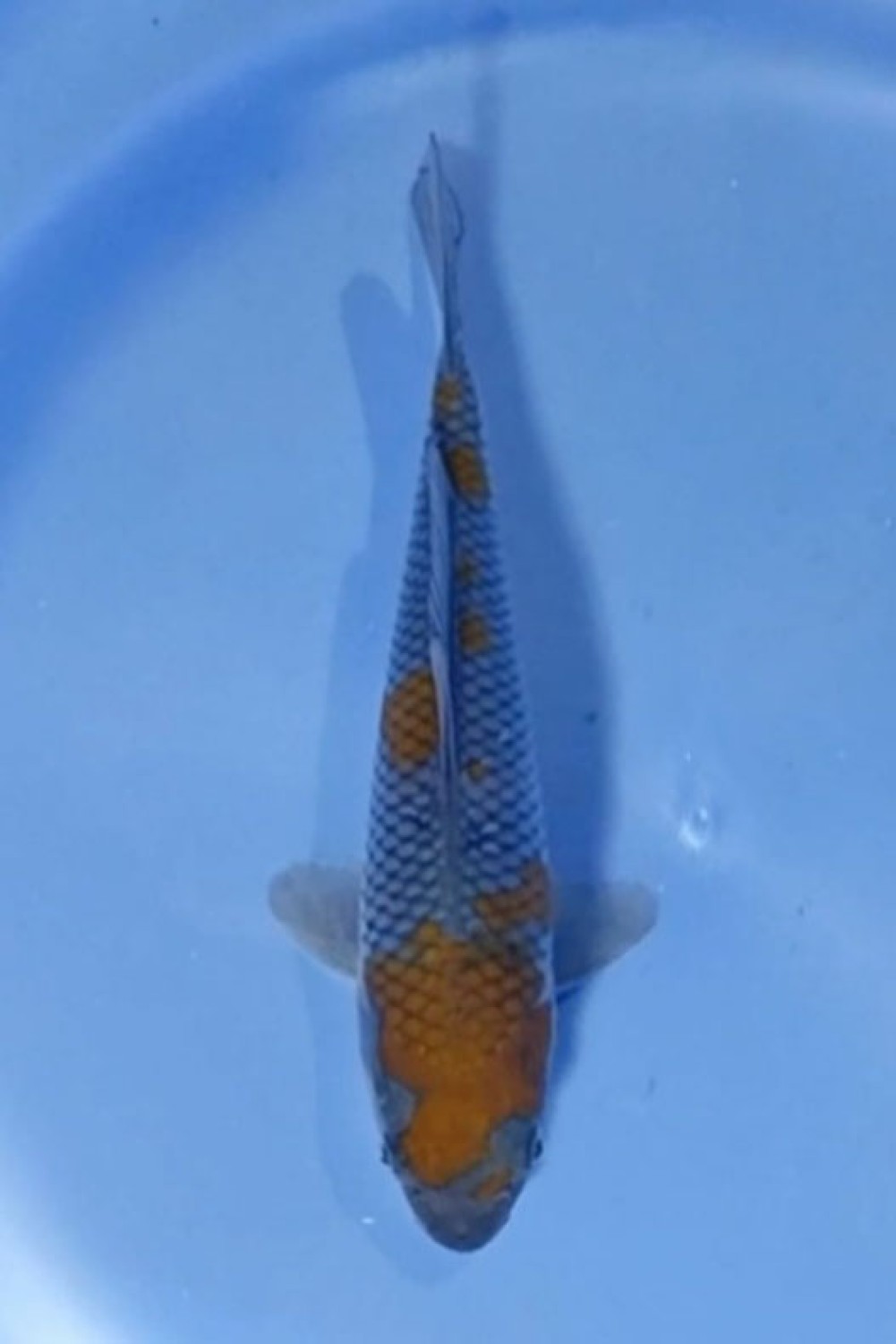 Juara 1