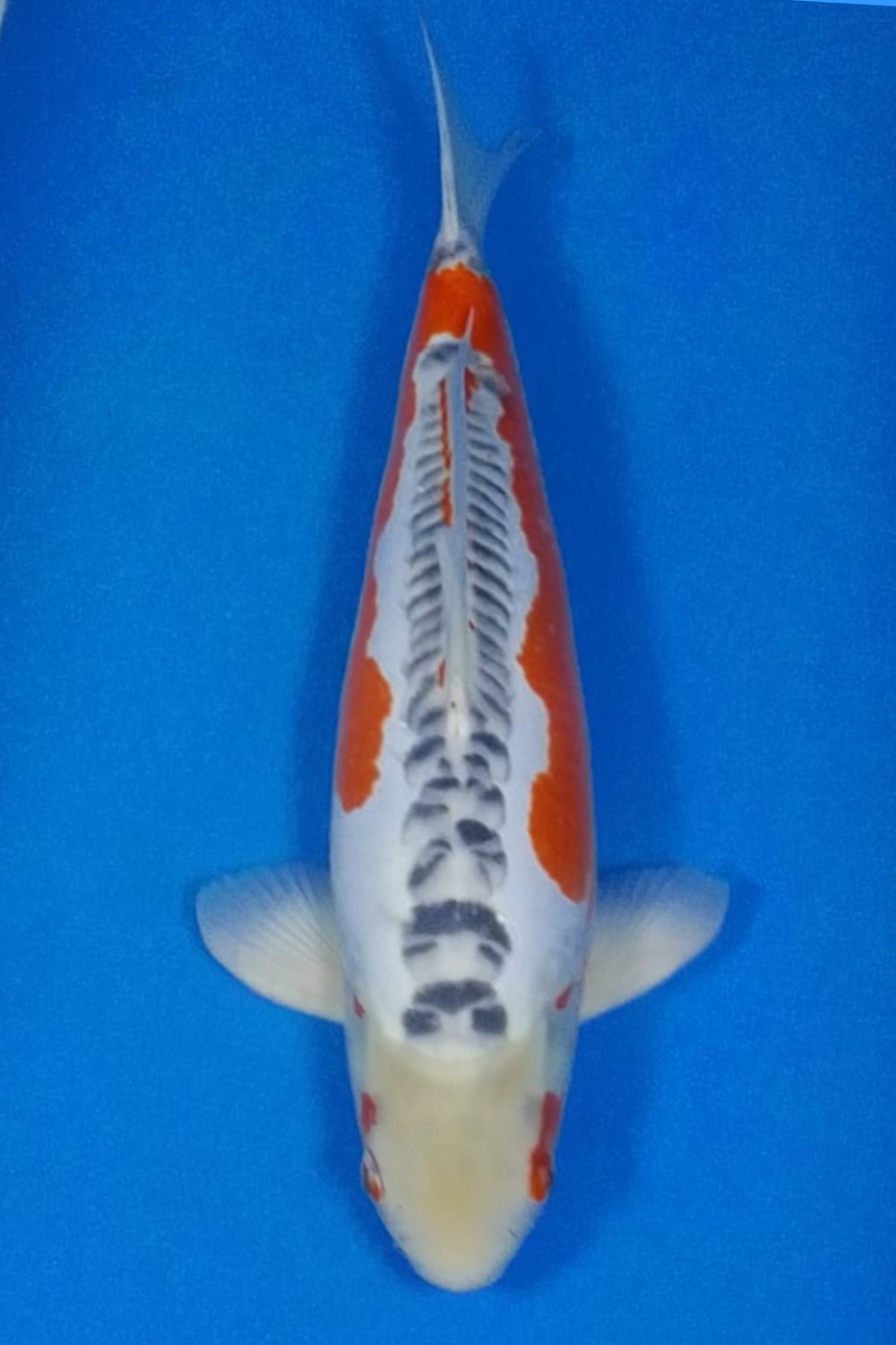 Juara 1