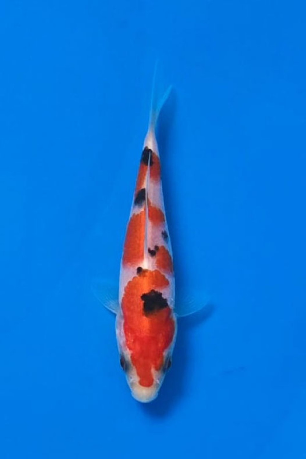 Juara 3