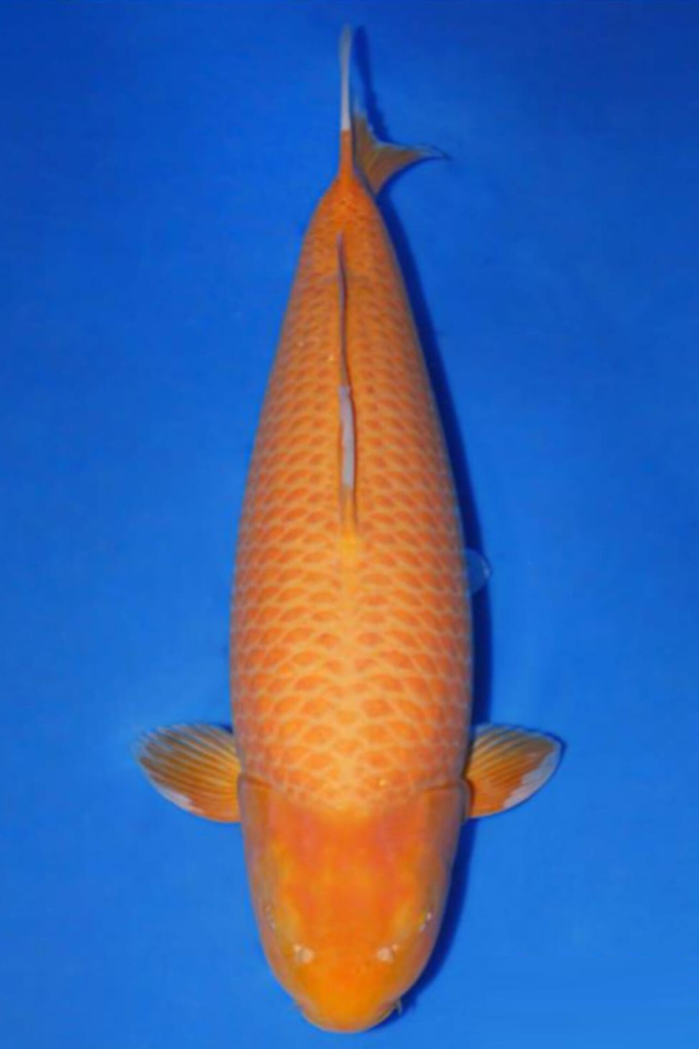 Juara 1