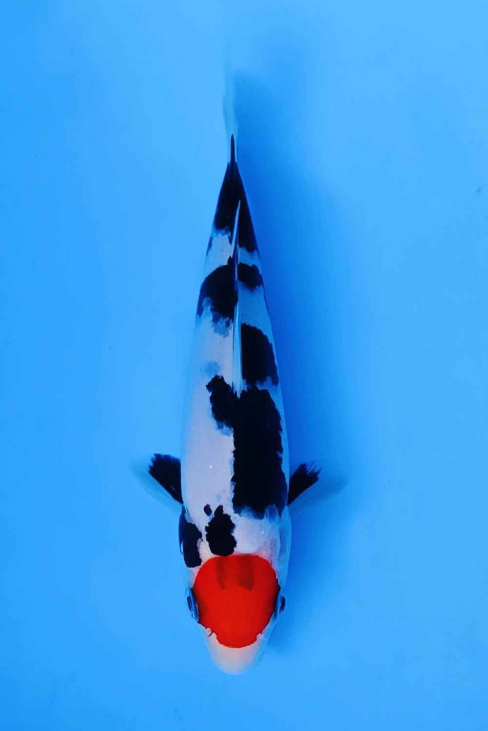 Best In Size C 13 - 15 cm